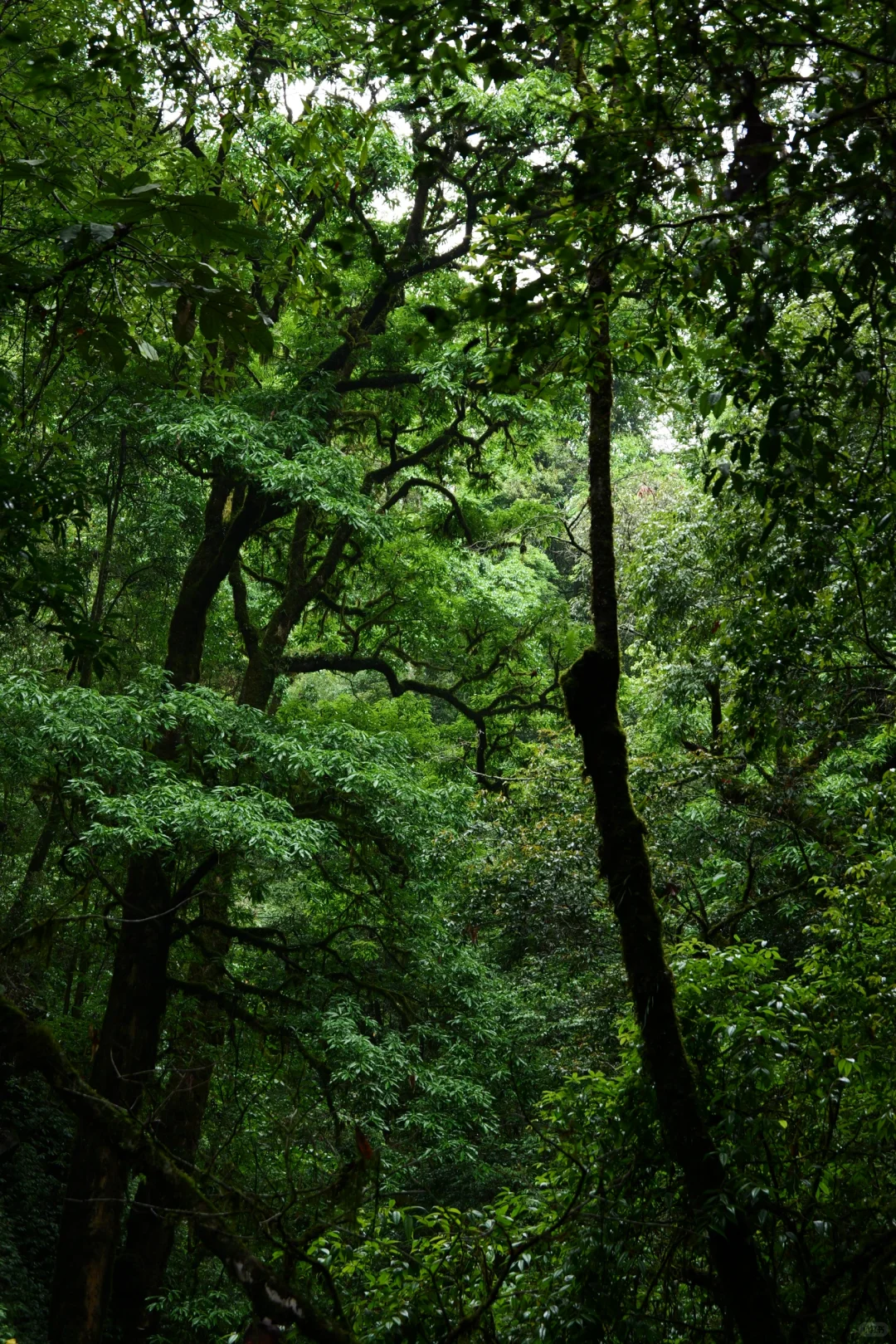 滇西南第一天,终于来到传说中的哀牢山