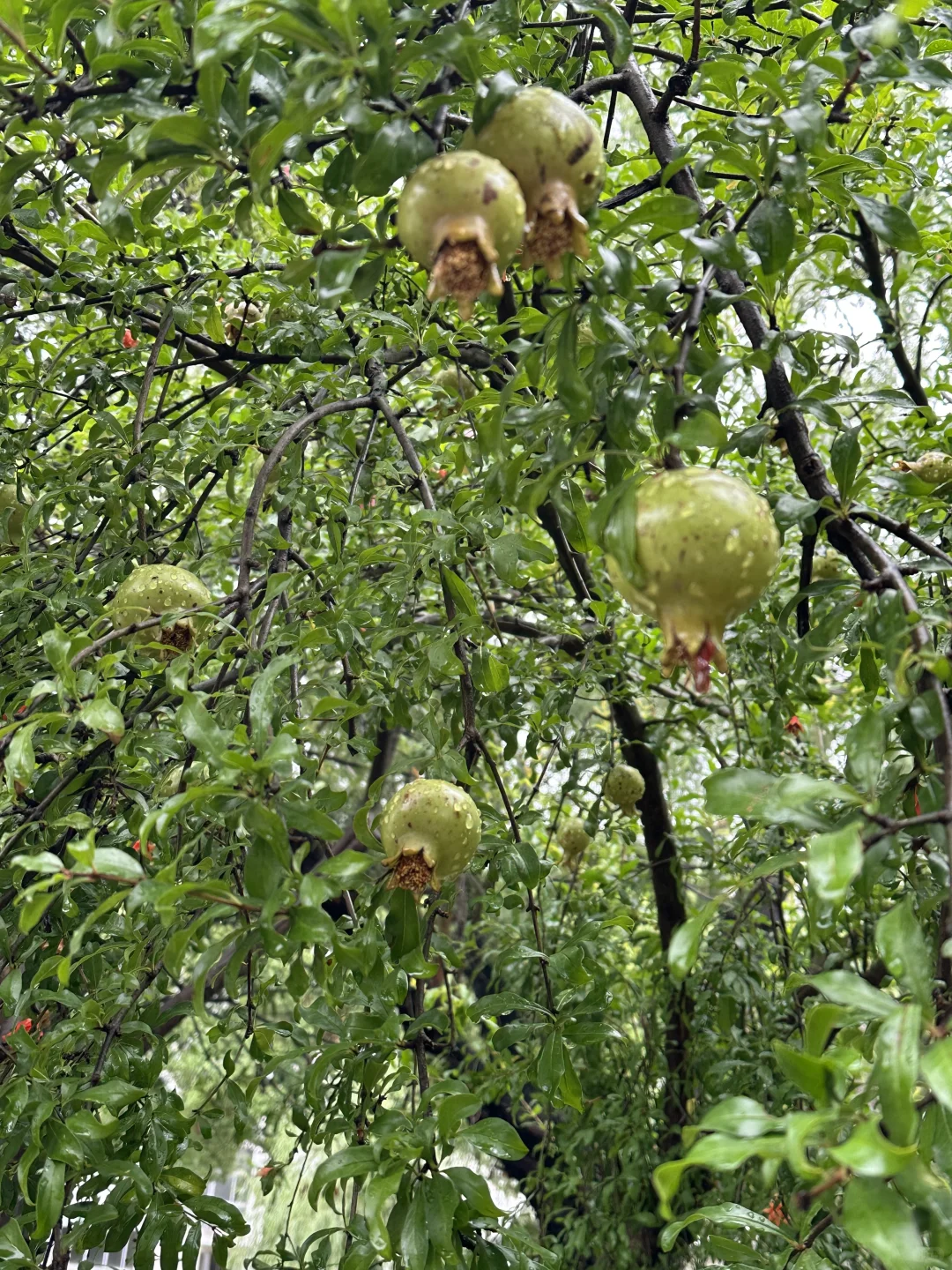 快看，石湖荷叶开啦🍃