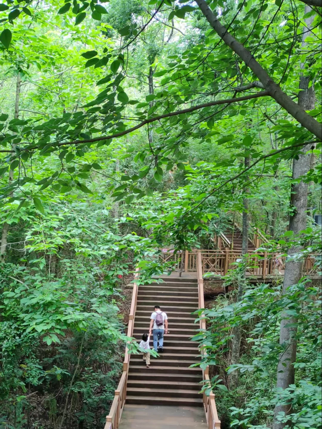 弥勒~不想去网红景点，就来这山顶森林书吧