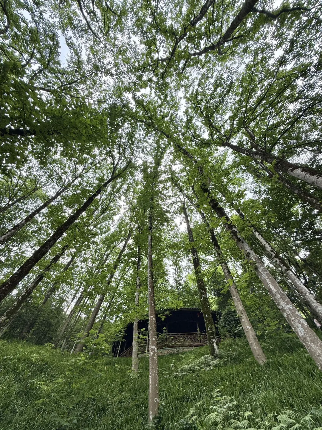开化这座宝藏小城,再不火🔥我真的会伤心