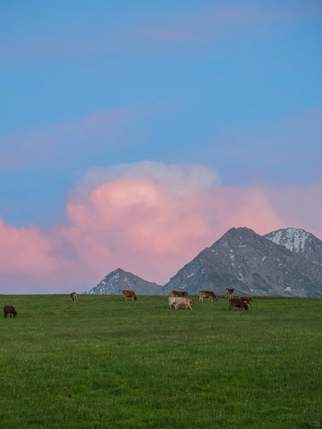 🚐闯进立体草原的童话世界!美到失语!🤪
