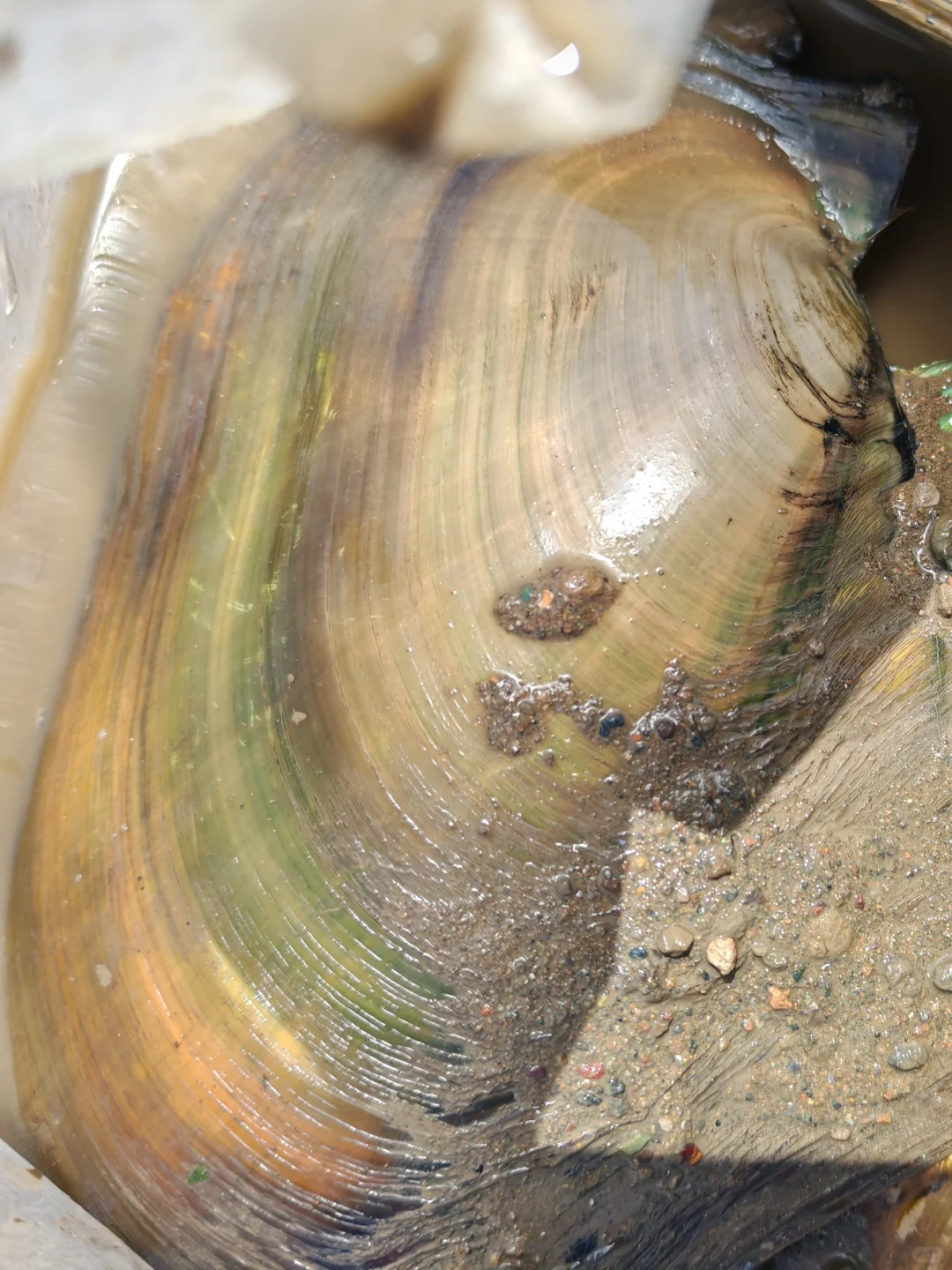 挖蚌、玩水，环游陆浑回来，后劲儿太大了