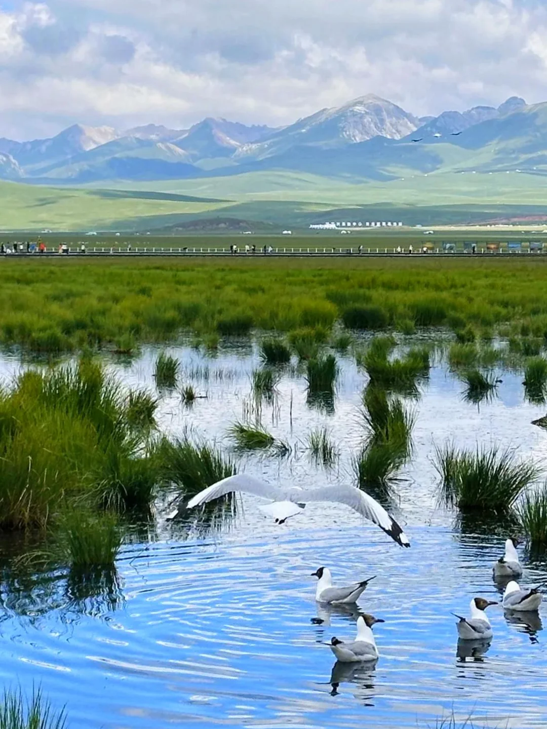 放弃新疆了❗这个夏天去20℃的小众甘南避暑