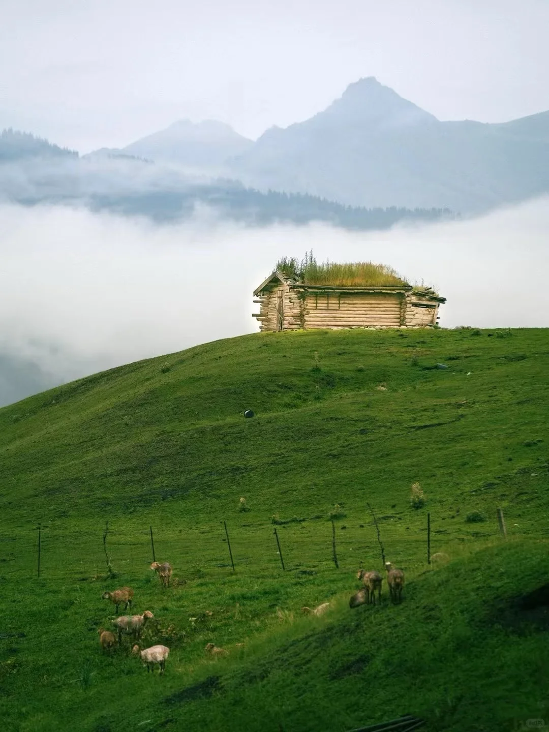 🚐闯进立体草原的童话世界!美到失语!🤪