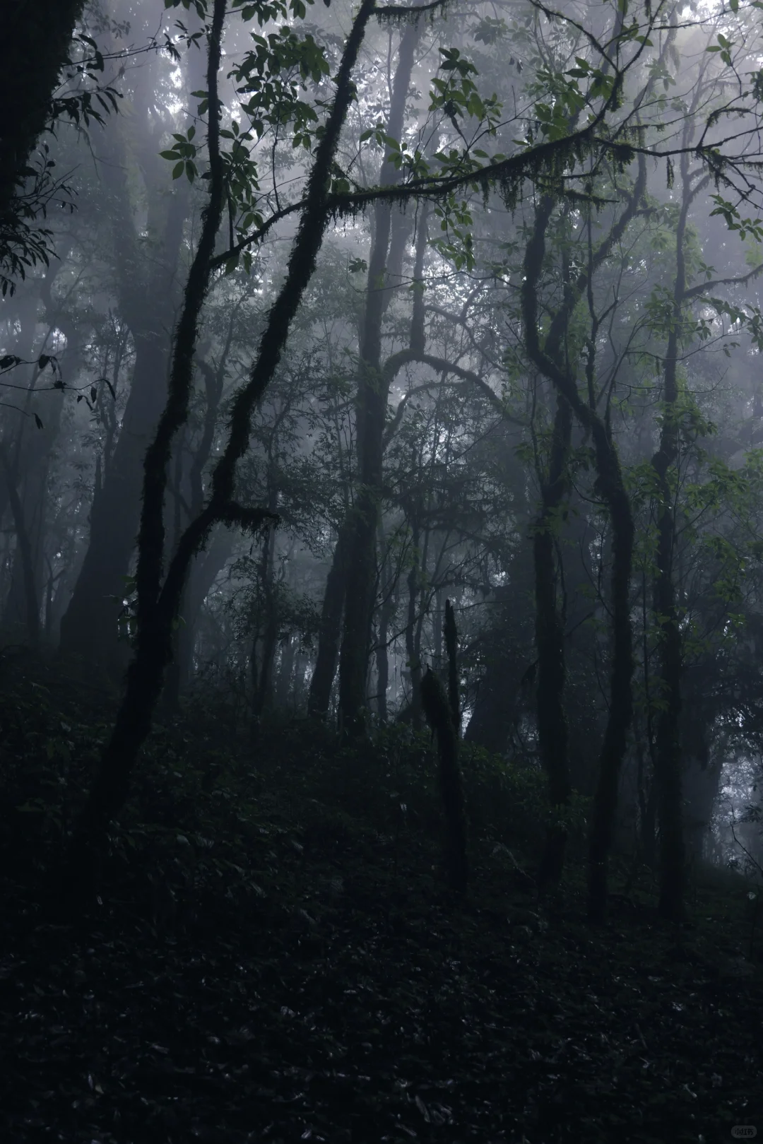 滇西南第一天,终于来到传说中的哀牢山