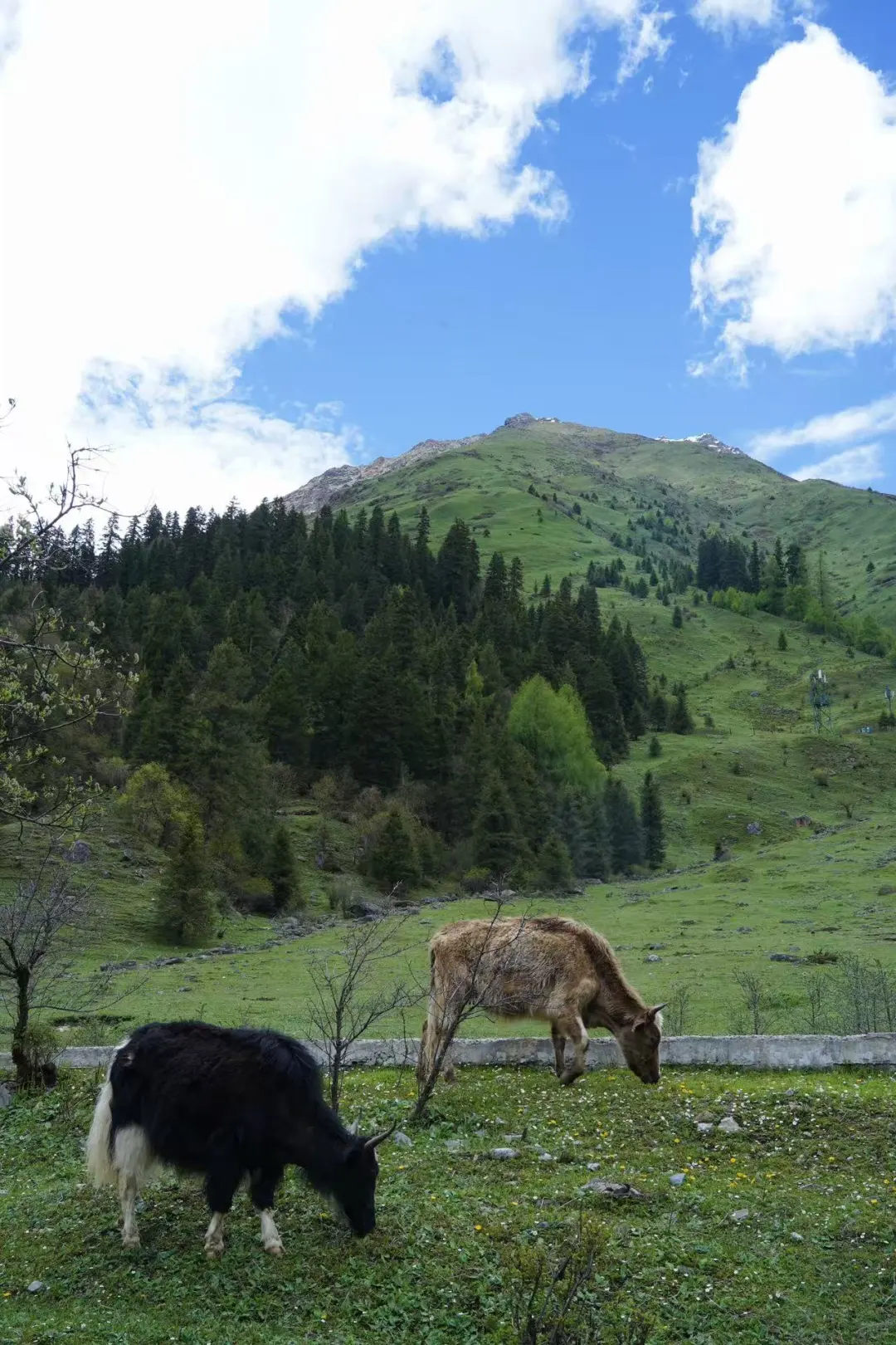 登山徒步:四姑娘山双桥沟(第四山)