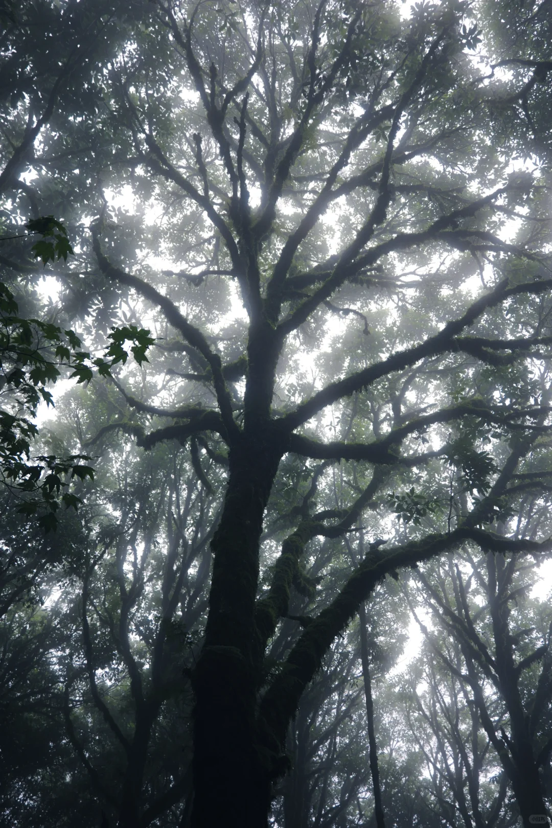滇西南第一天,终于来到传说中的哀牢山