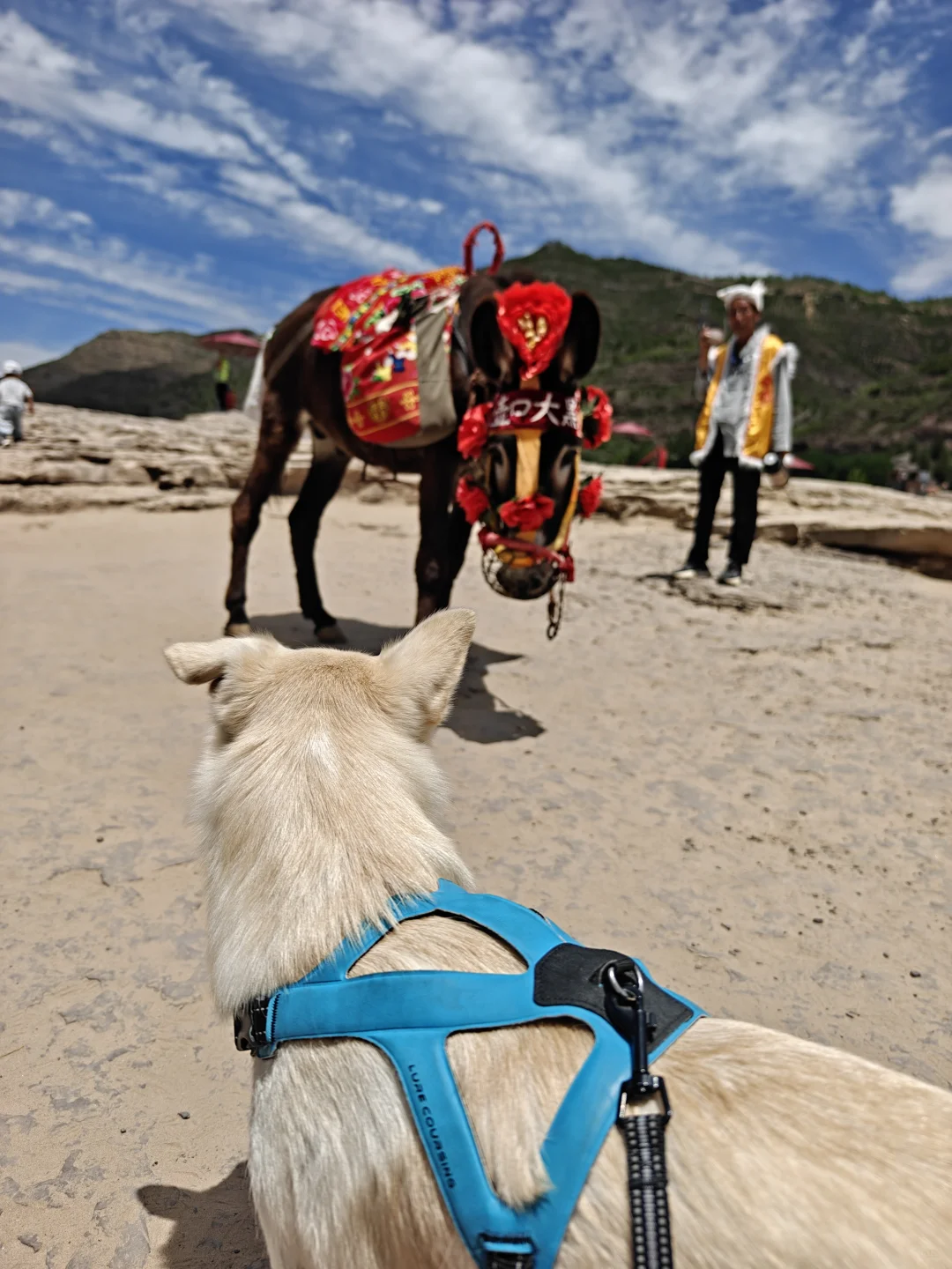 宠物友好景区·壶口瀑布（山西侧）