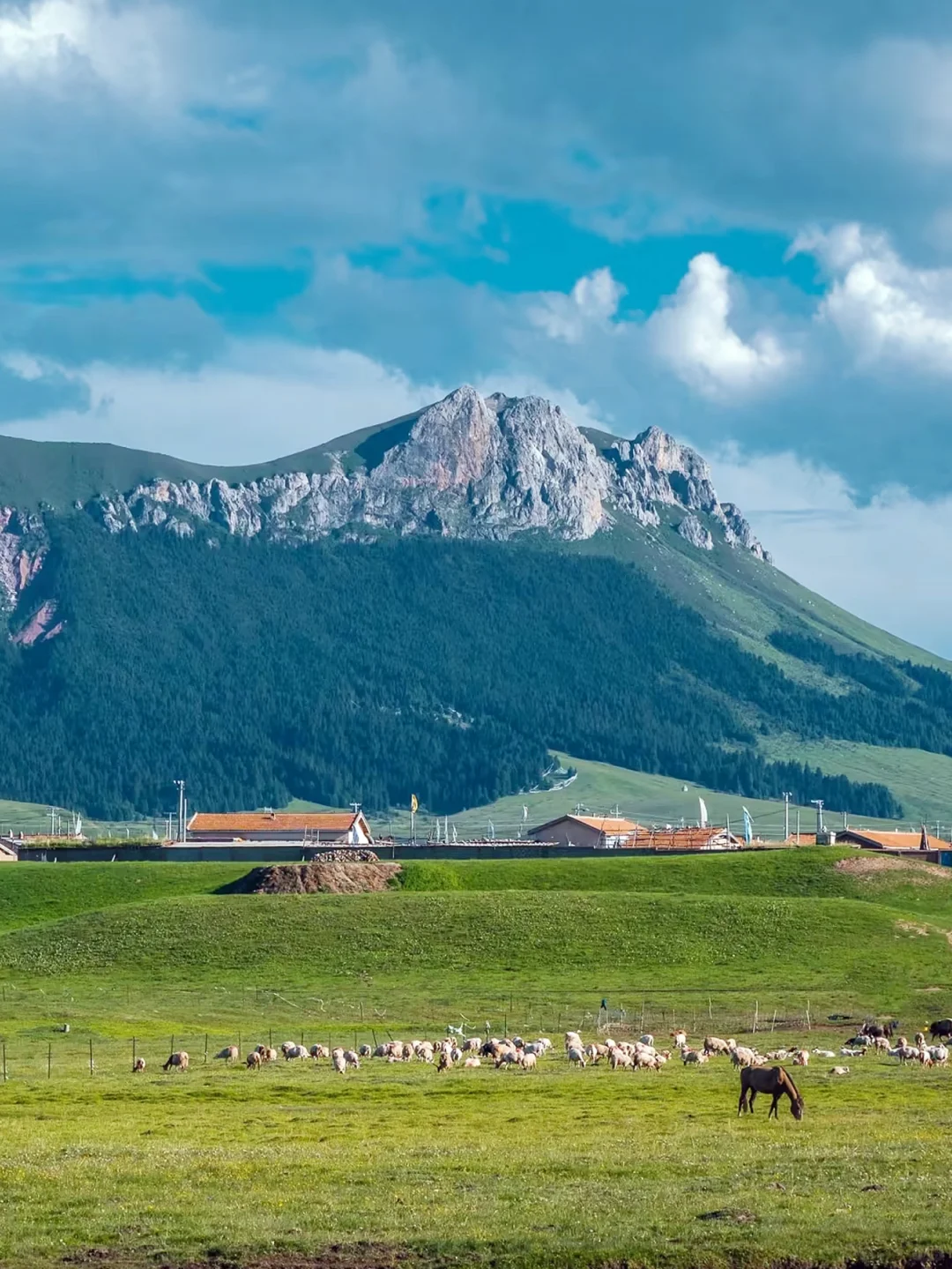 放弃新疆了❗这个夏天去20℃的小众甘南避暑