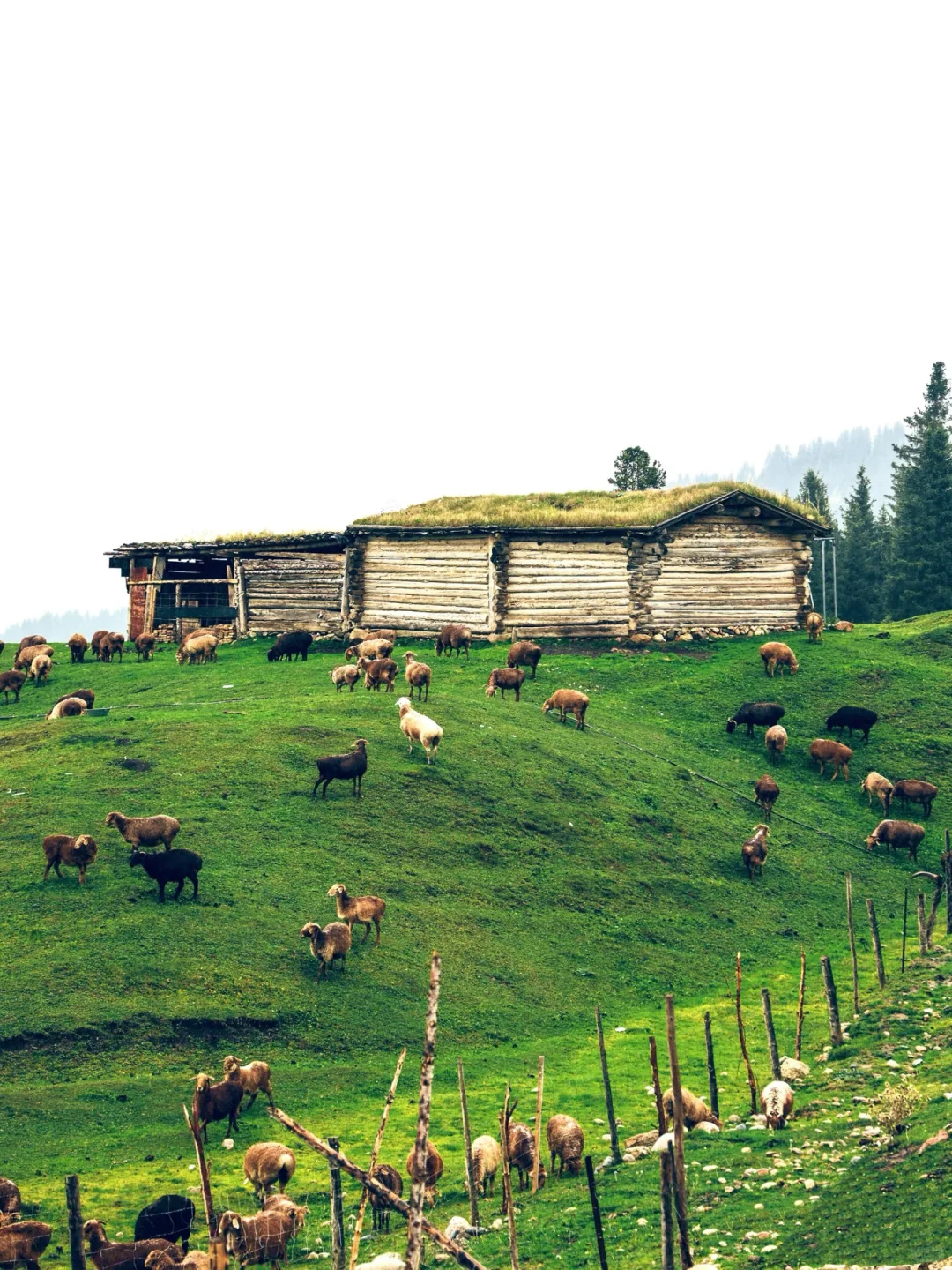 🚐闯进立体草原的童话世界!美到失语!🤪