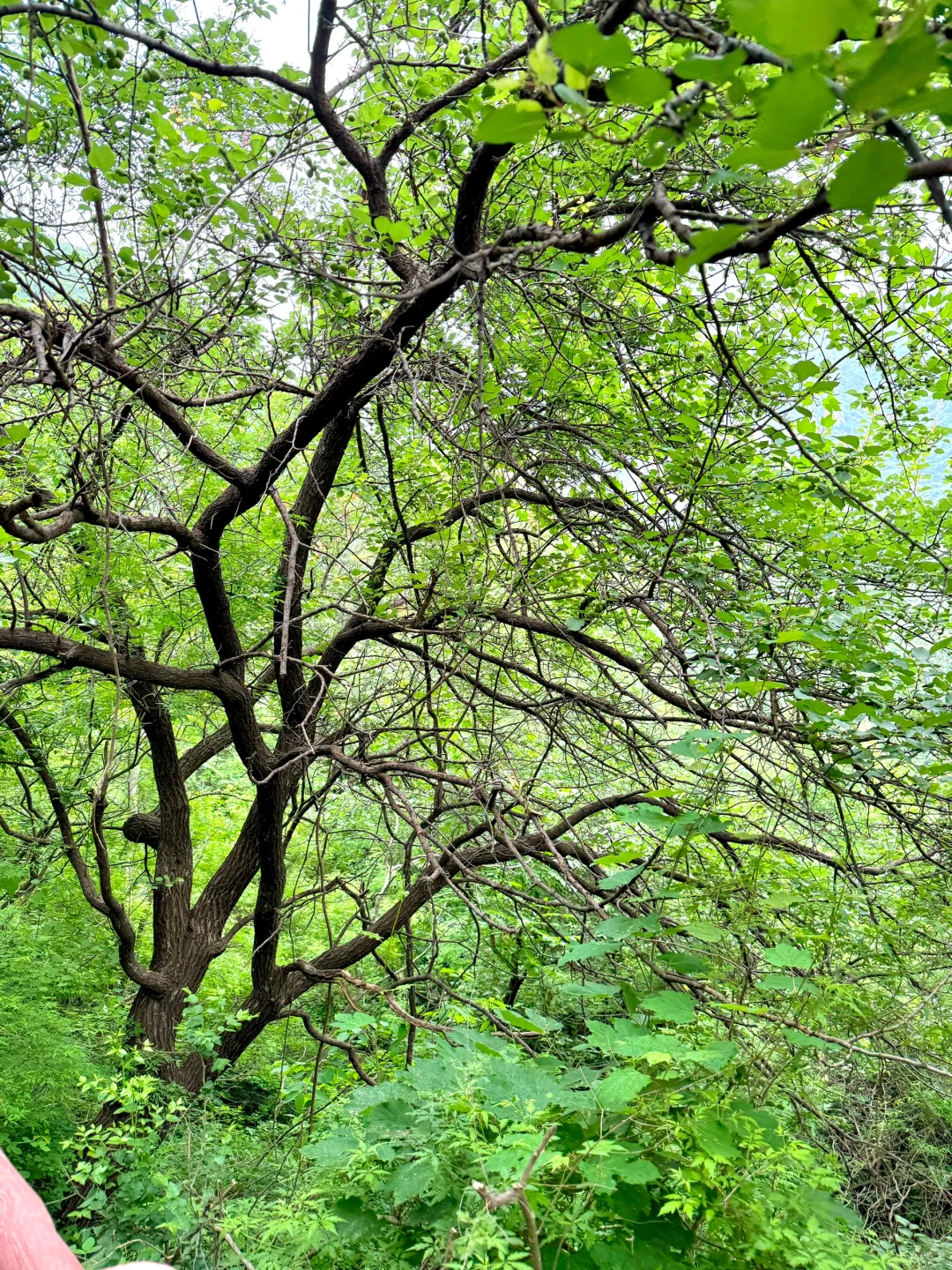 进山吸氧💚解锁小众景点云蒙山一日游攻略版