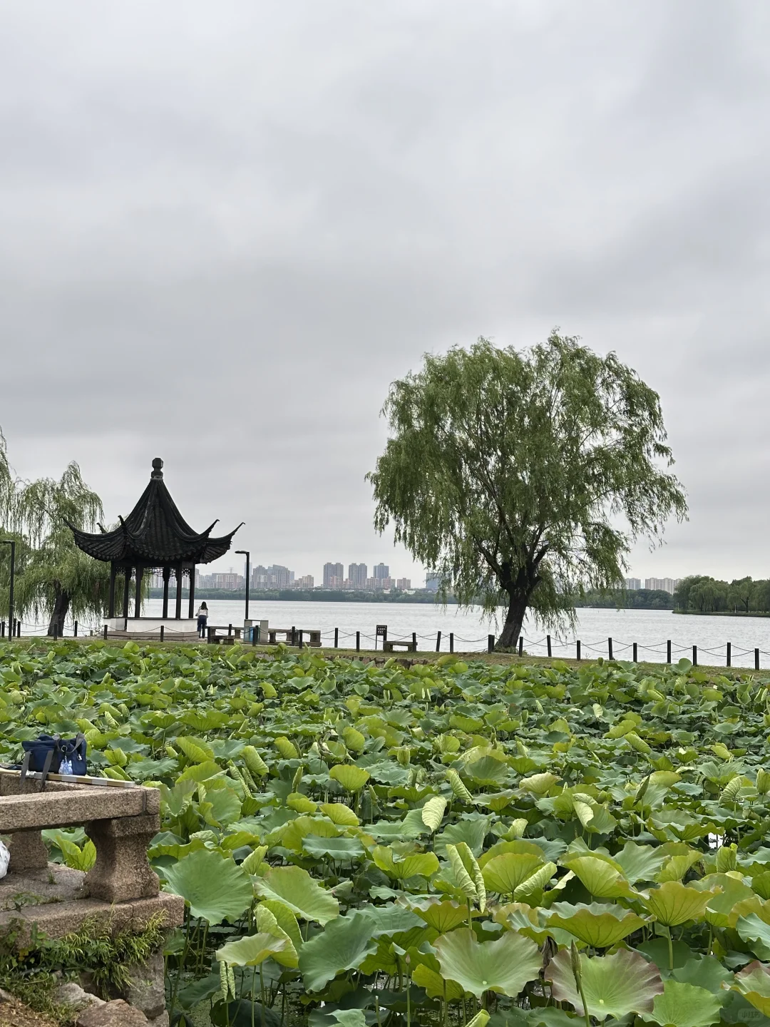 快看，石湖荷叶开啦🍃