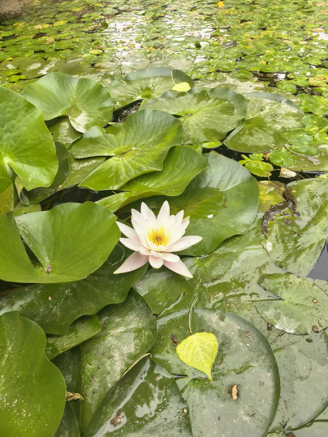 端午节的古北水镇,很美,很惬意