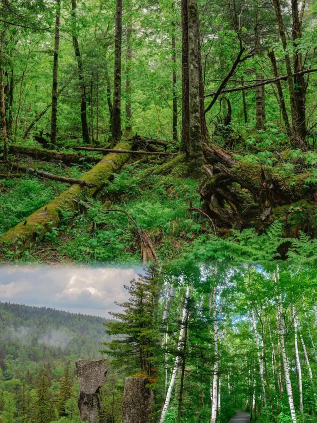 🌈长白山 | 夏日赴一场22℃山水之约