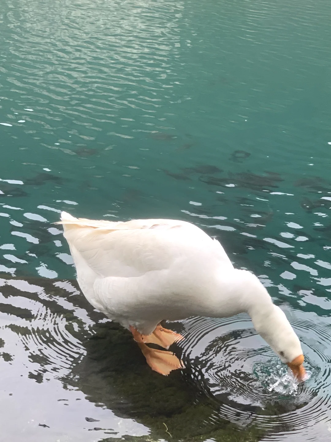 网上鹅泉那的风景照片都是骗人的！！！