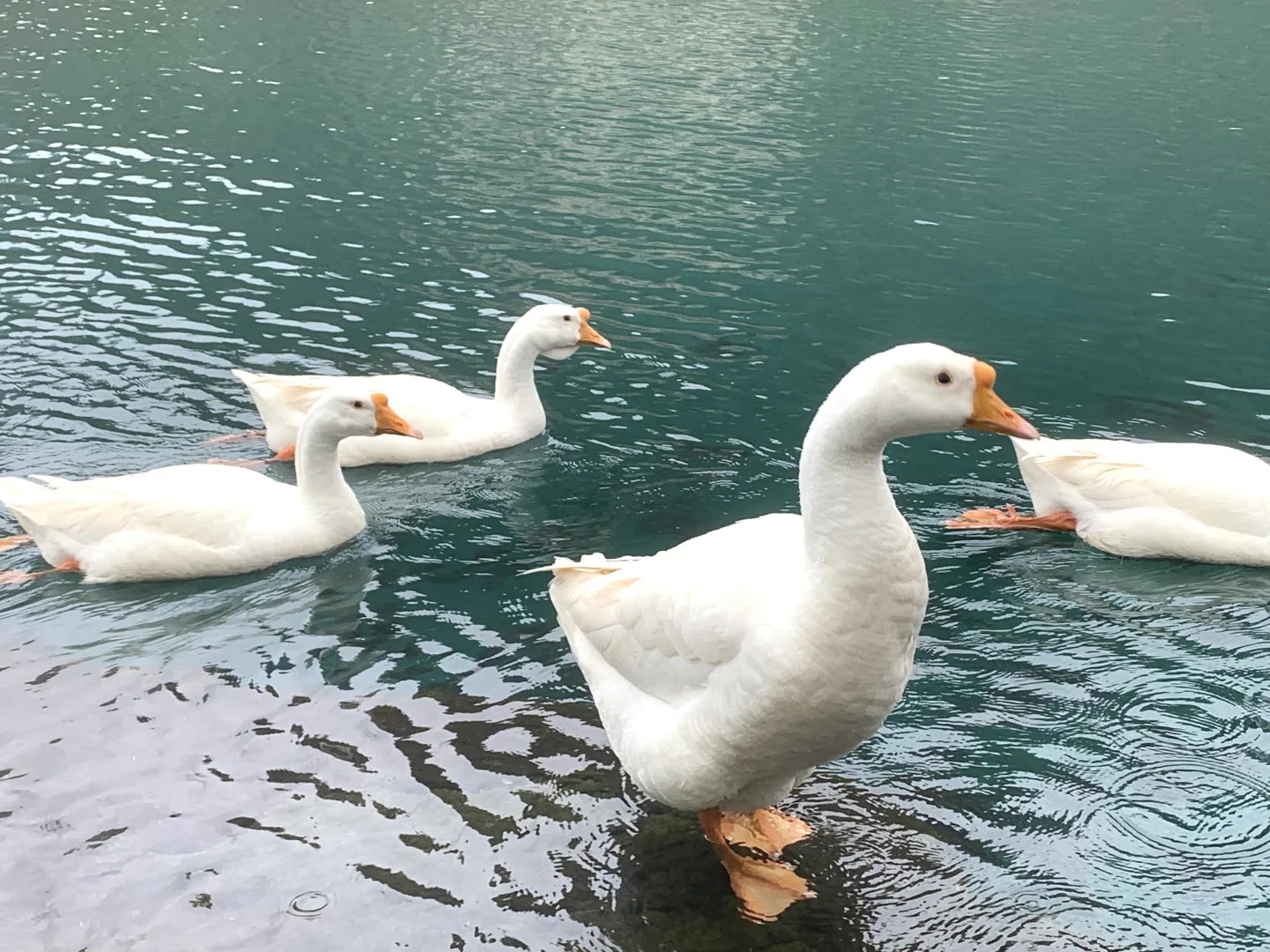 网上鹅泉那的风景照片都是骗人的！！！