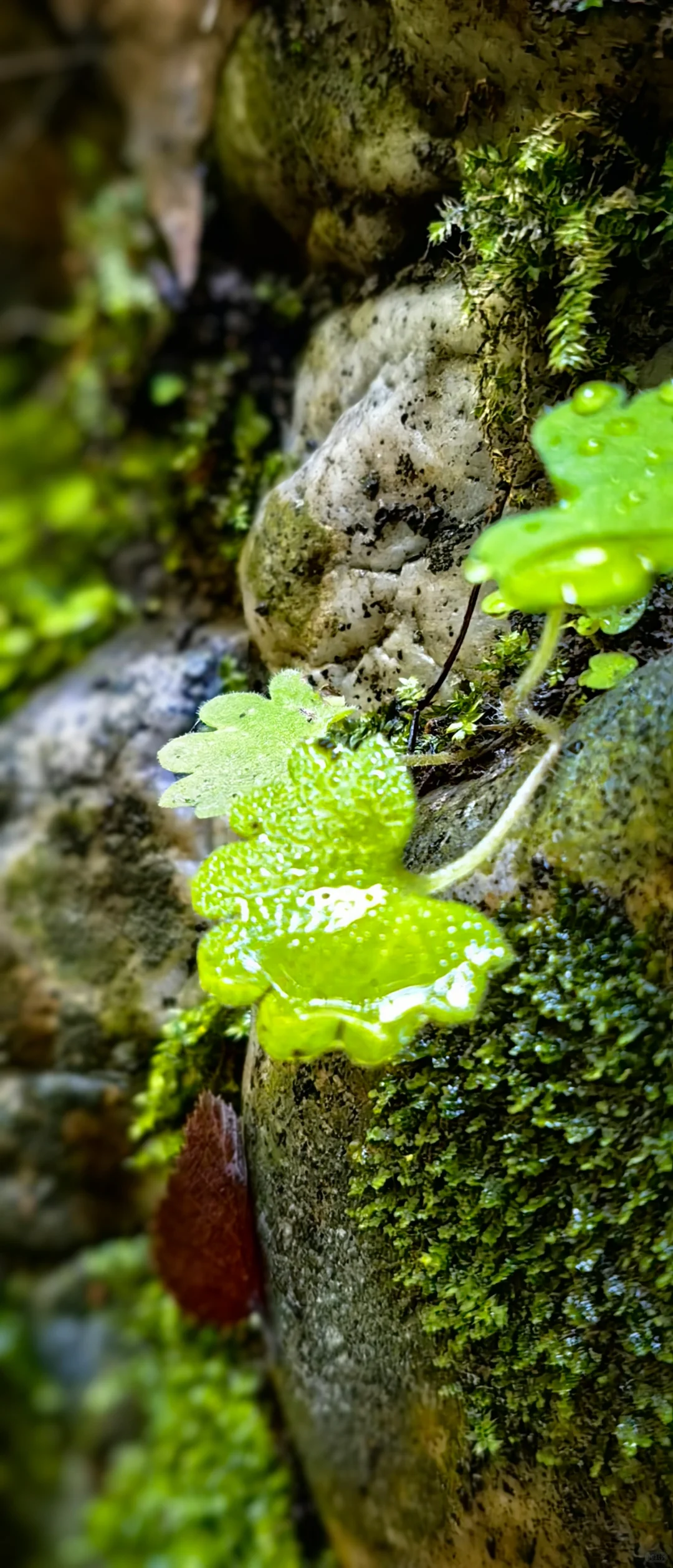🍉京津冀夏日避暑玩水！九龙潭