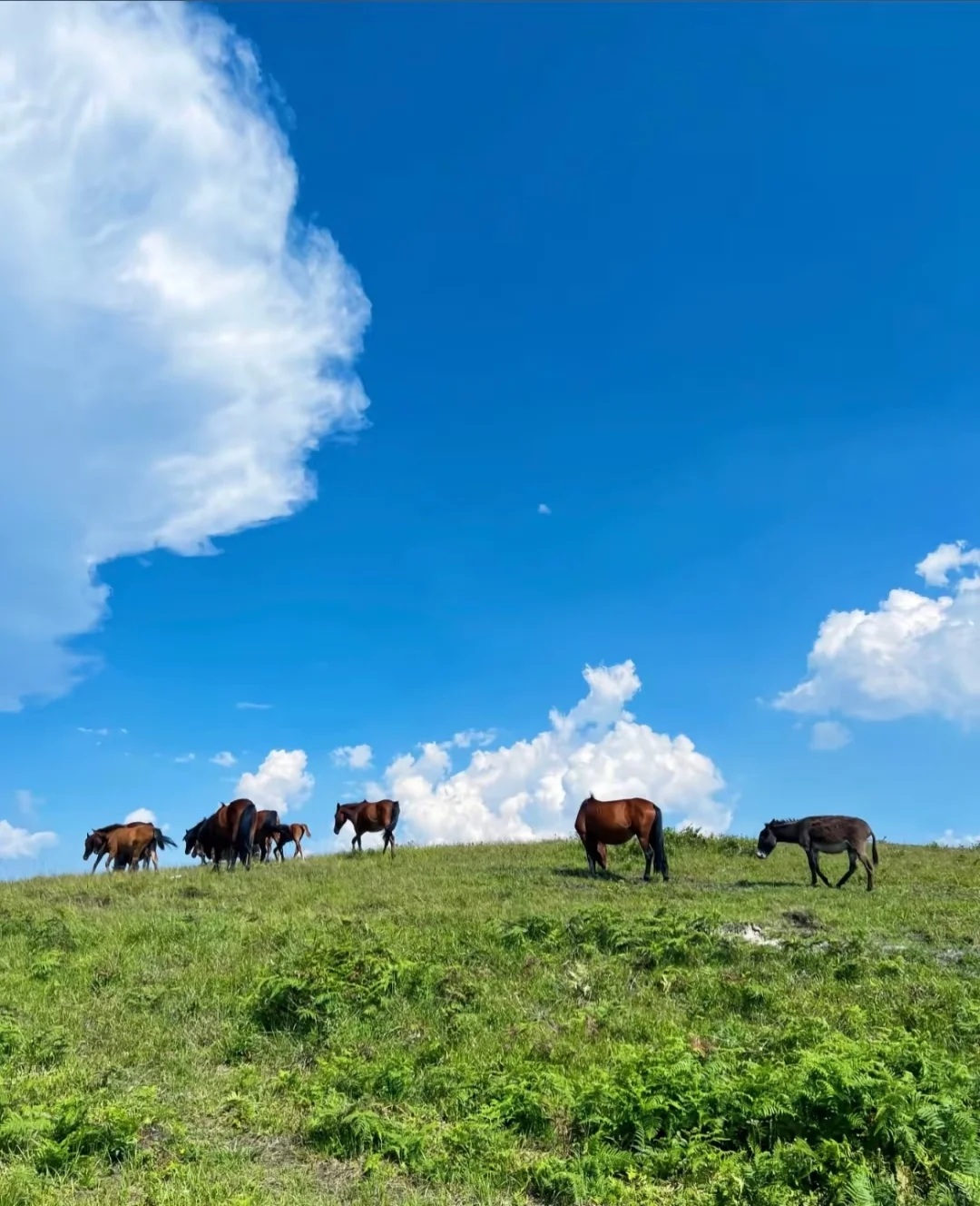 在贵州毕节,藏着一片媲美北疆的治愈天堂