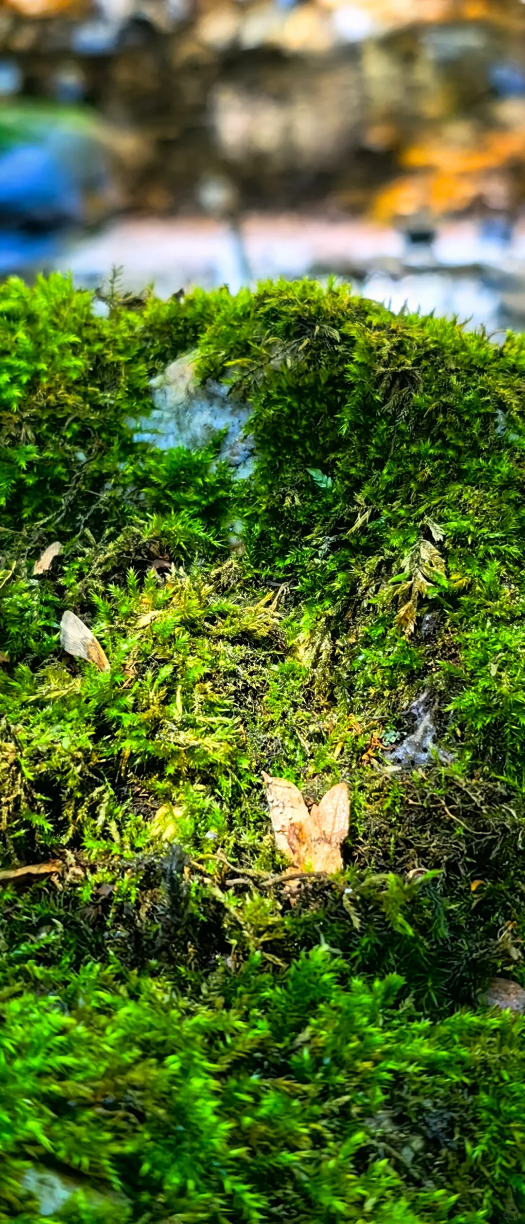 🍉京津冀夏日避暑玩水！九龙潭