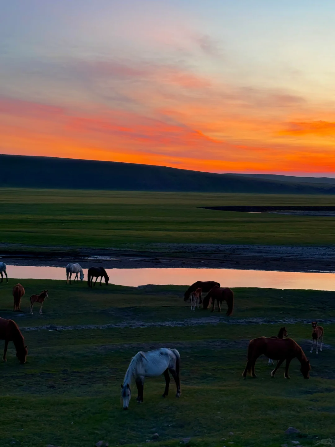 live风吹草低见牛羊，此刻我被治愈了~