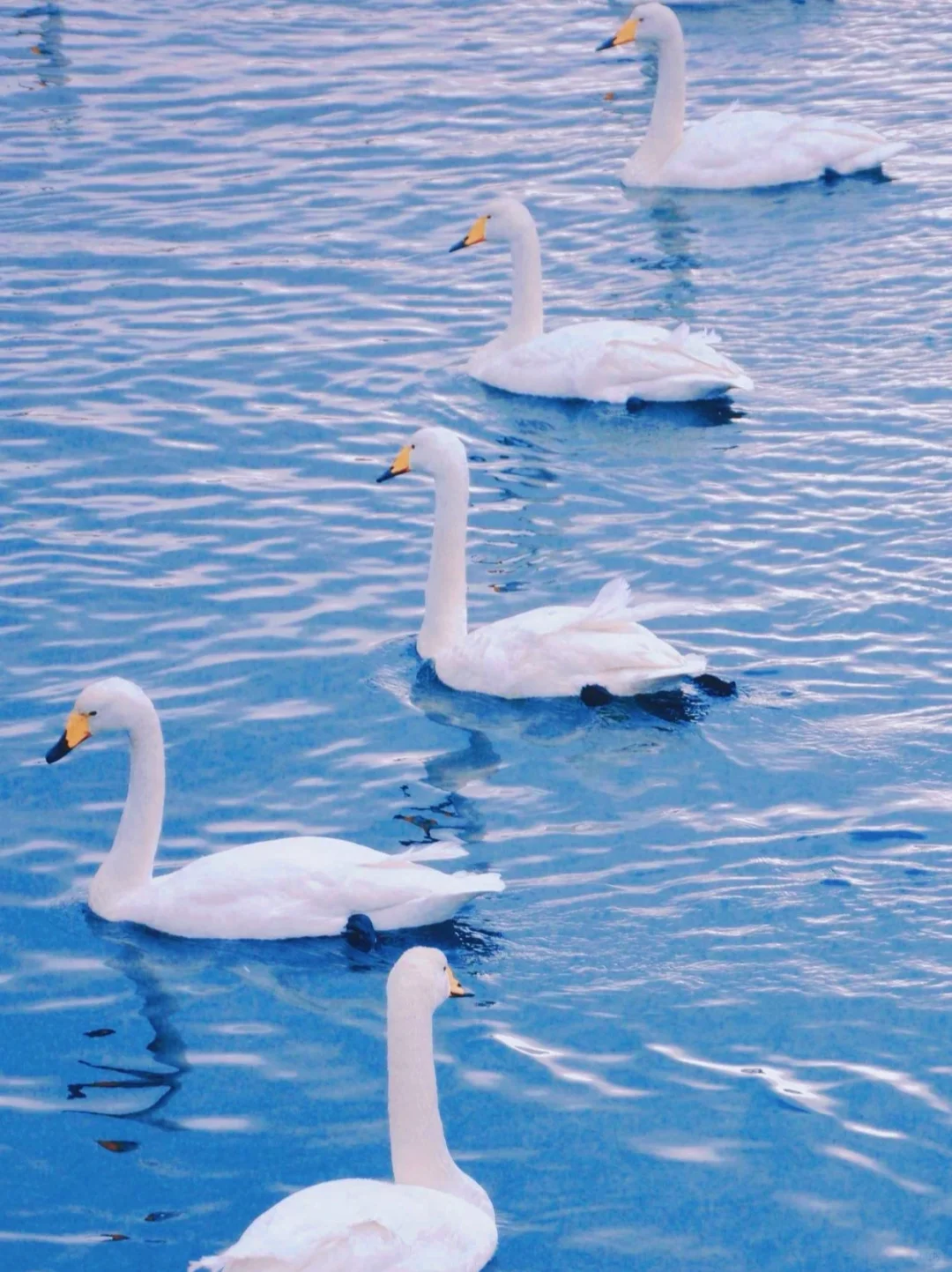 跟风最成功的一次，威海海景美到失语🌊