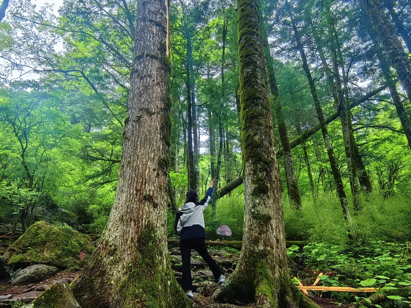 【端午假期西安自驾神农架四天三晚】3