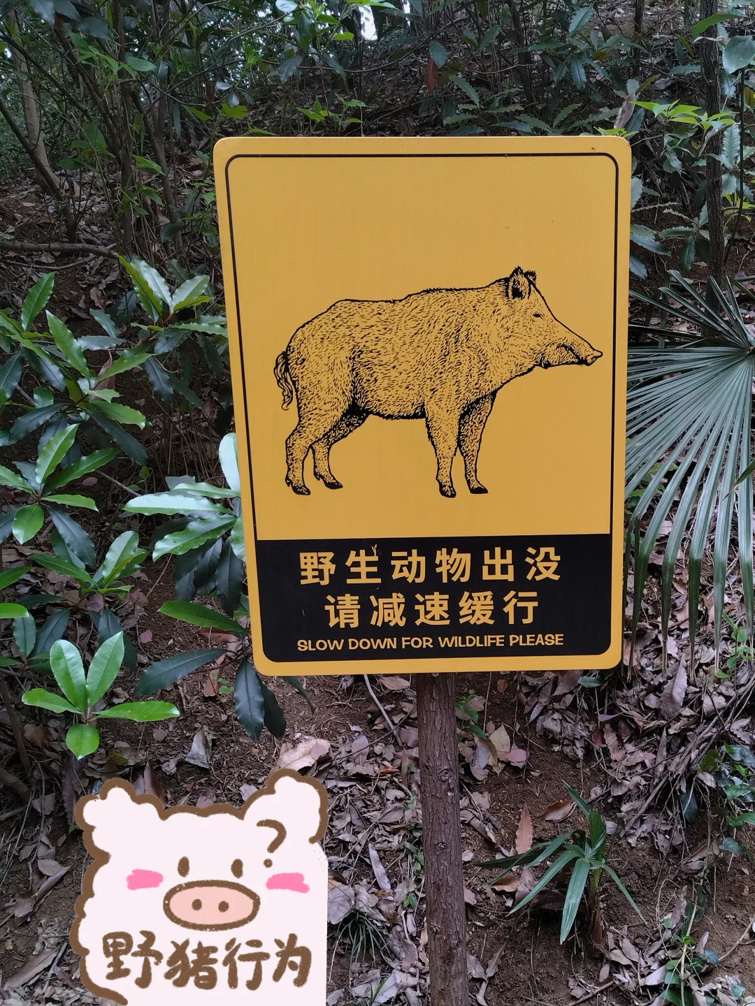 南京三天两夜旅游攻略——不绕路，详细路线