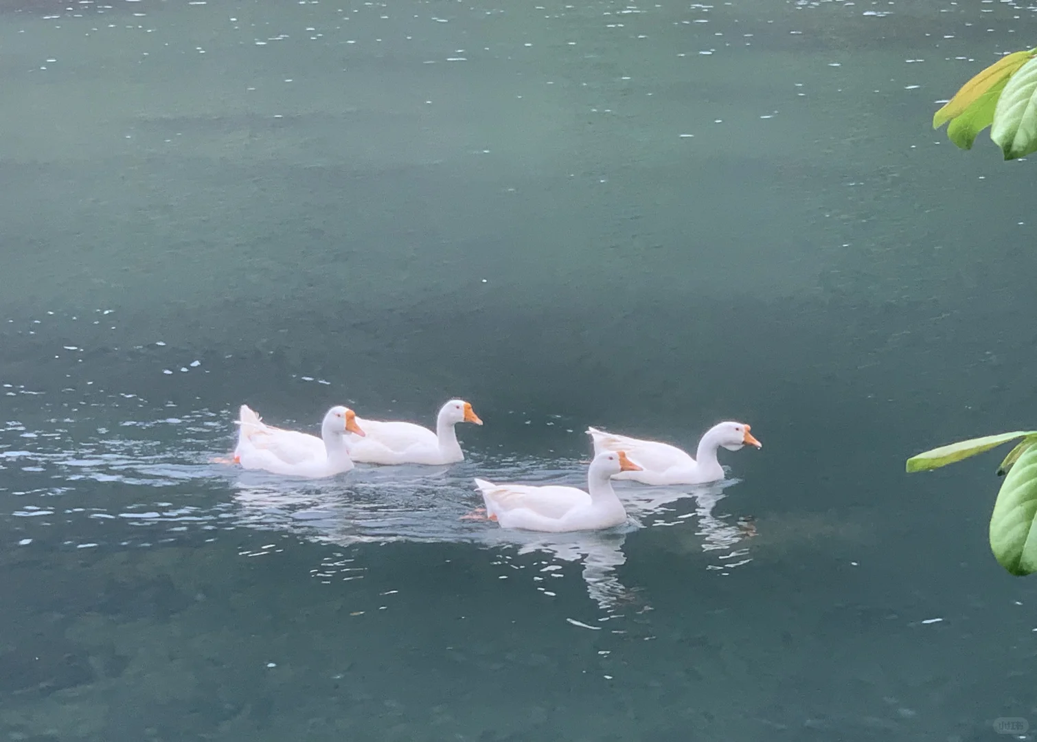 网上鹅泉那的风景照片都是骗人的！！！