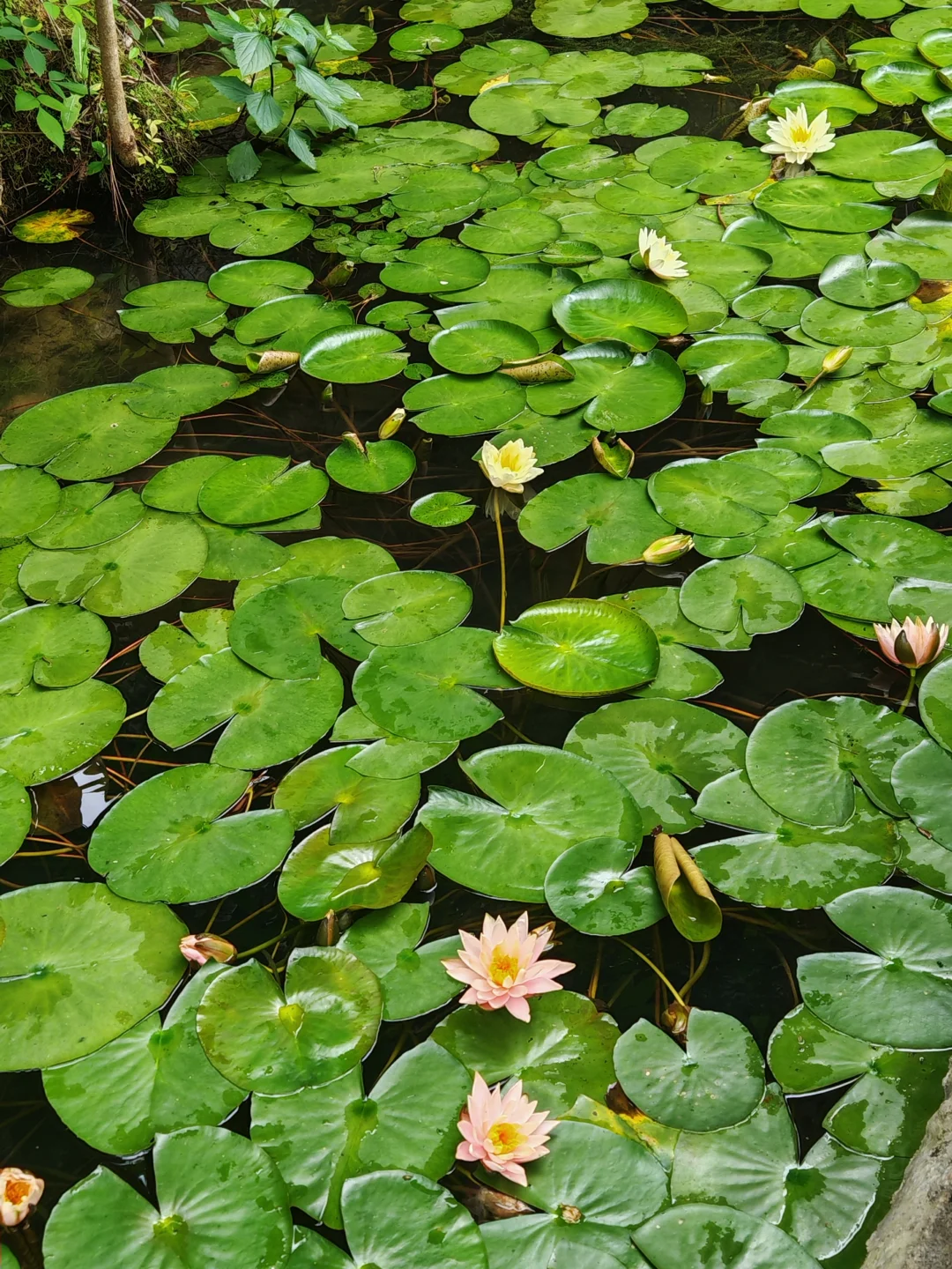 天星桥景区值得