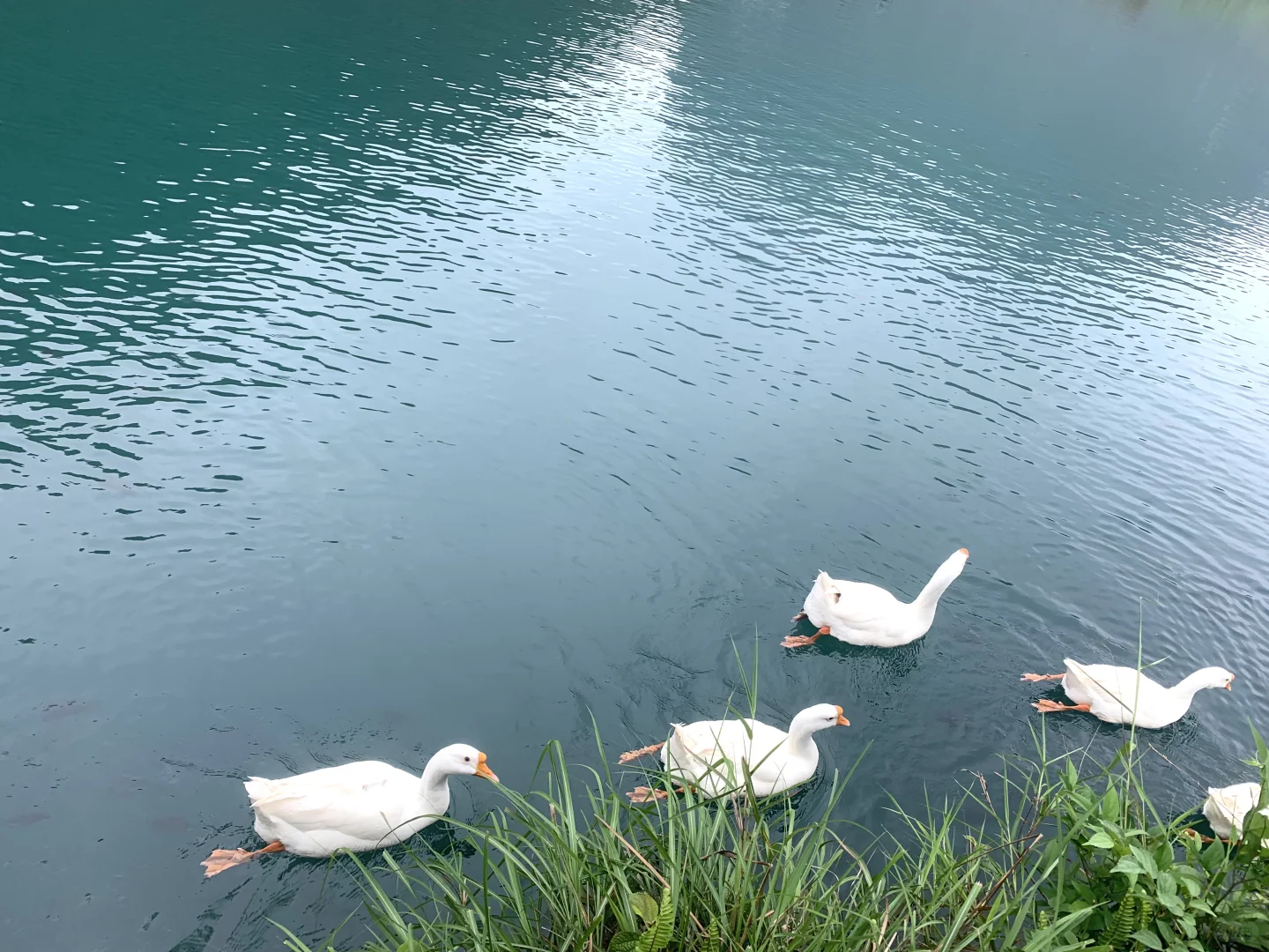网上鹅泉那的风景照片都是骗人的！！！