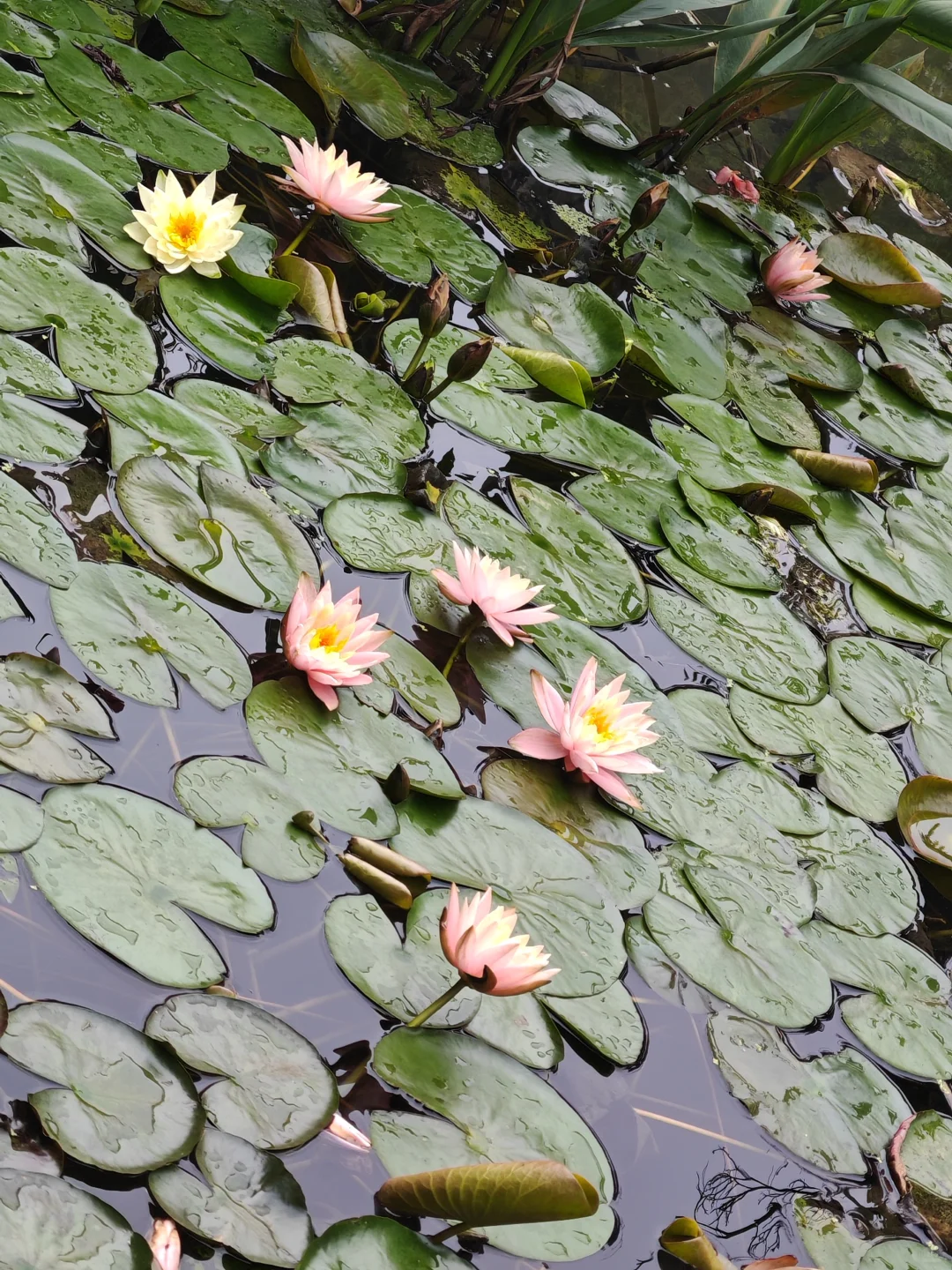 天星桥景区值得