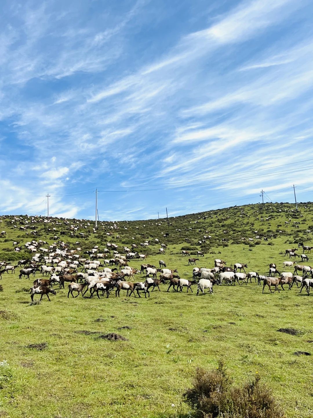 6000字的天水甘南兰州亲子自驾游攻略❗️