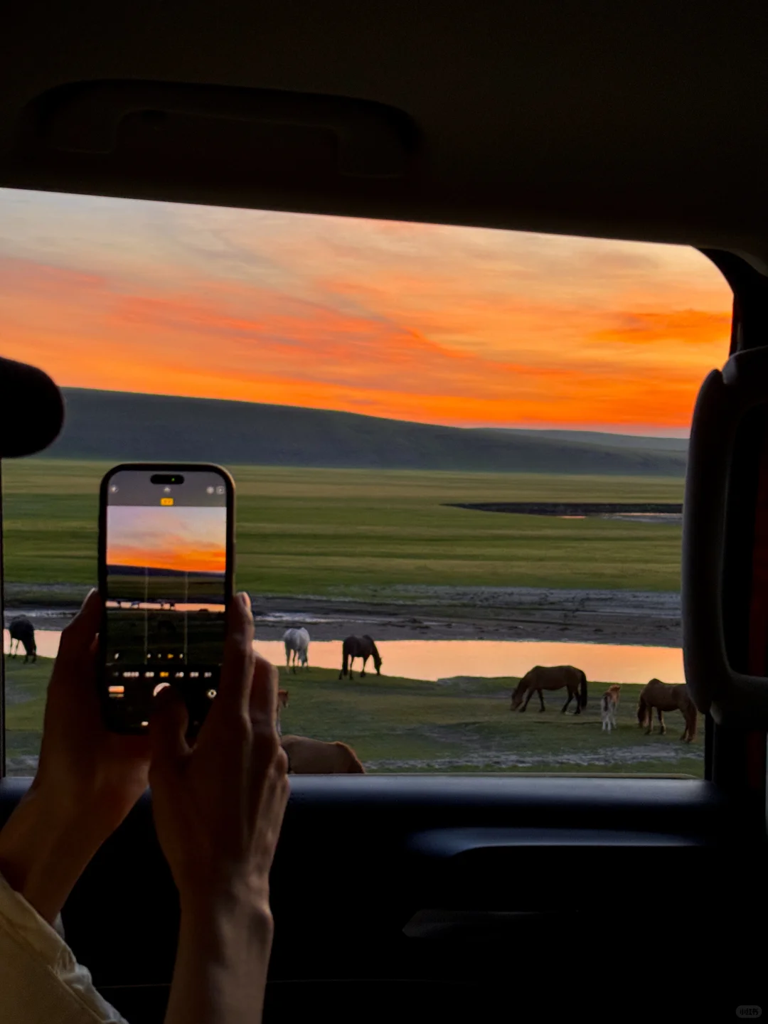 live风吹草低见牛羊，此刻我被治愈了~