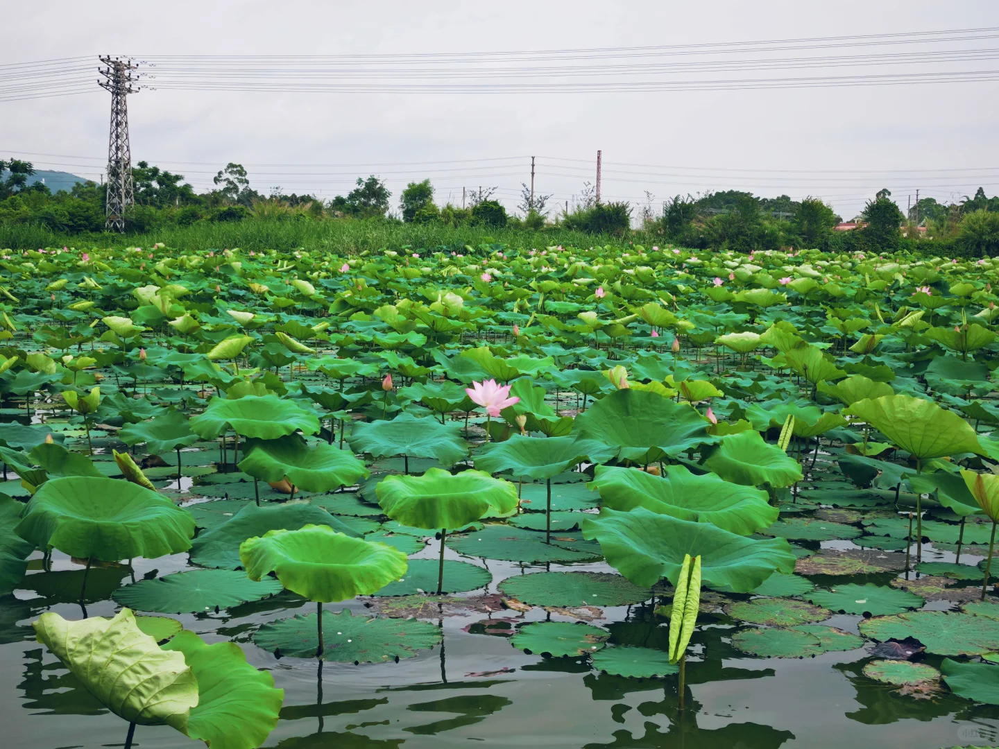 端午水乡游,又到了赏荷的季节