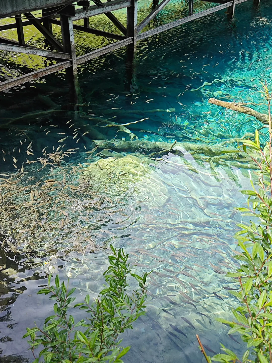 关于我花550💰报老年团去九寨沟的测评…绝了