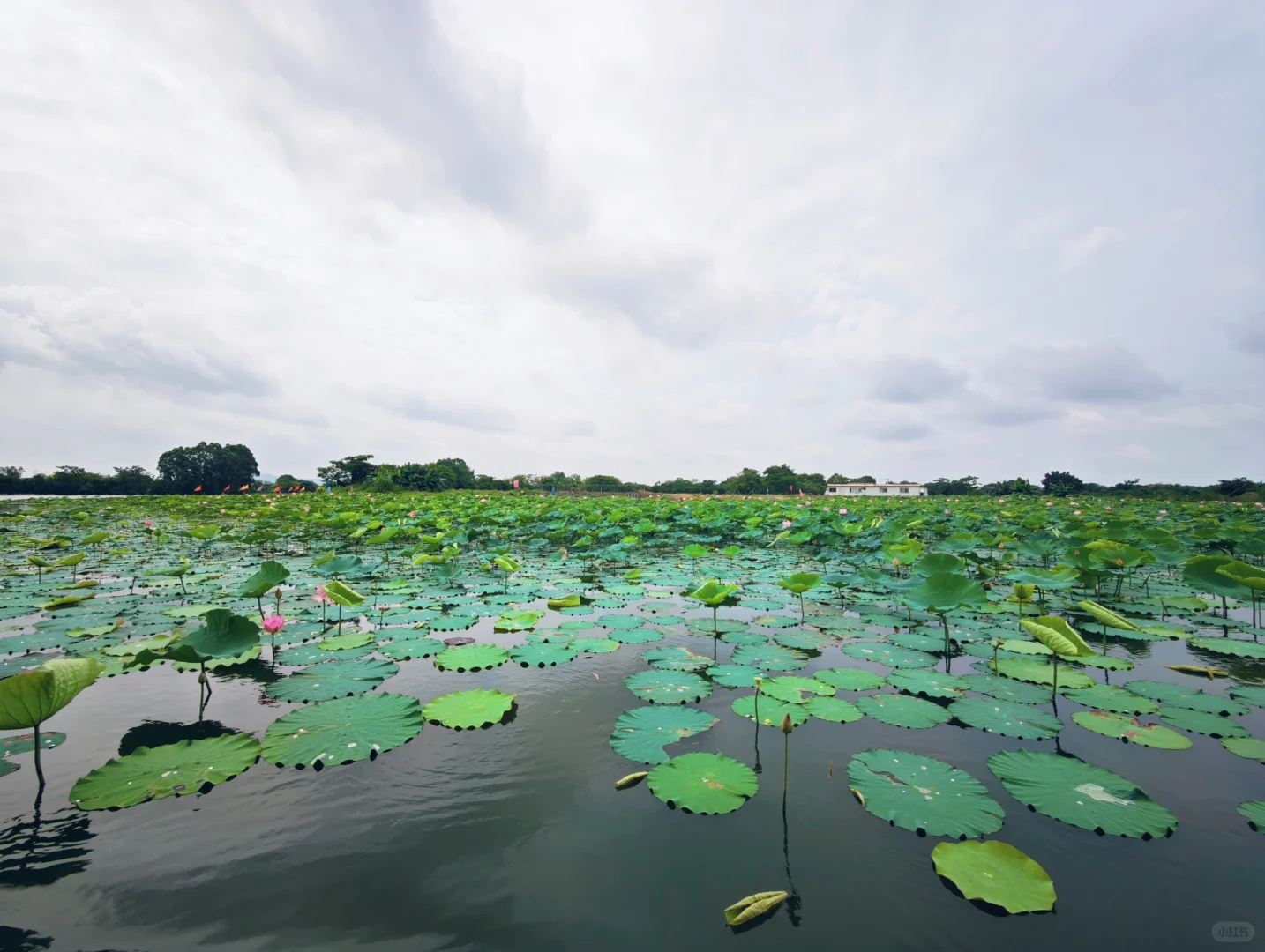 端午水乡游,又到了赏荷的季节