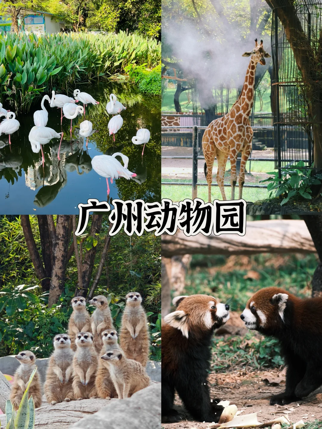 5-7月来广州怎么玩？保姆级旅游攻略来啦~