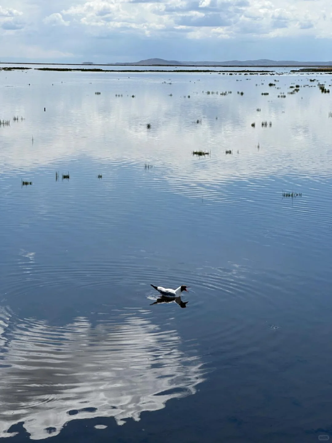 6.1📍甘南已回,说点难听的大实话。。