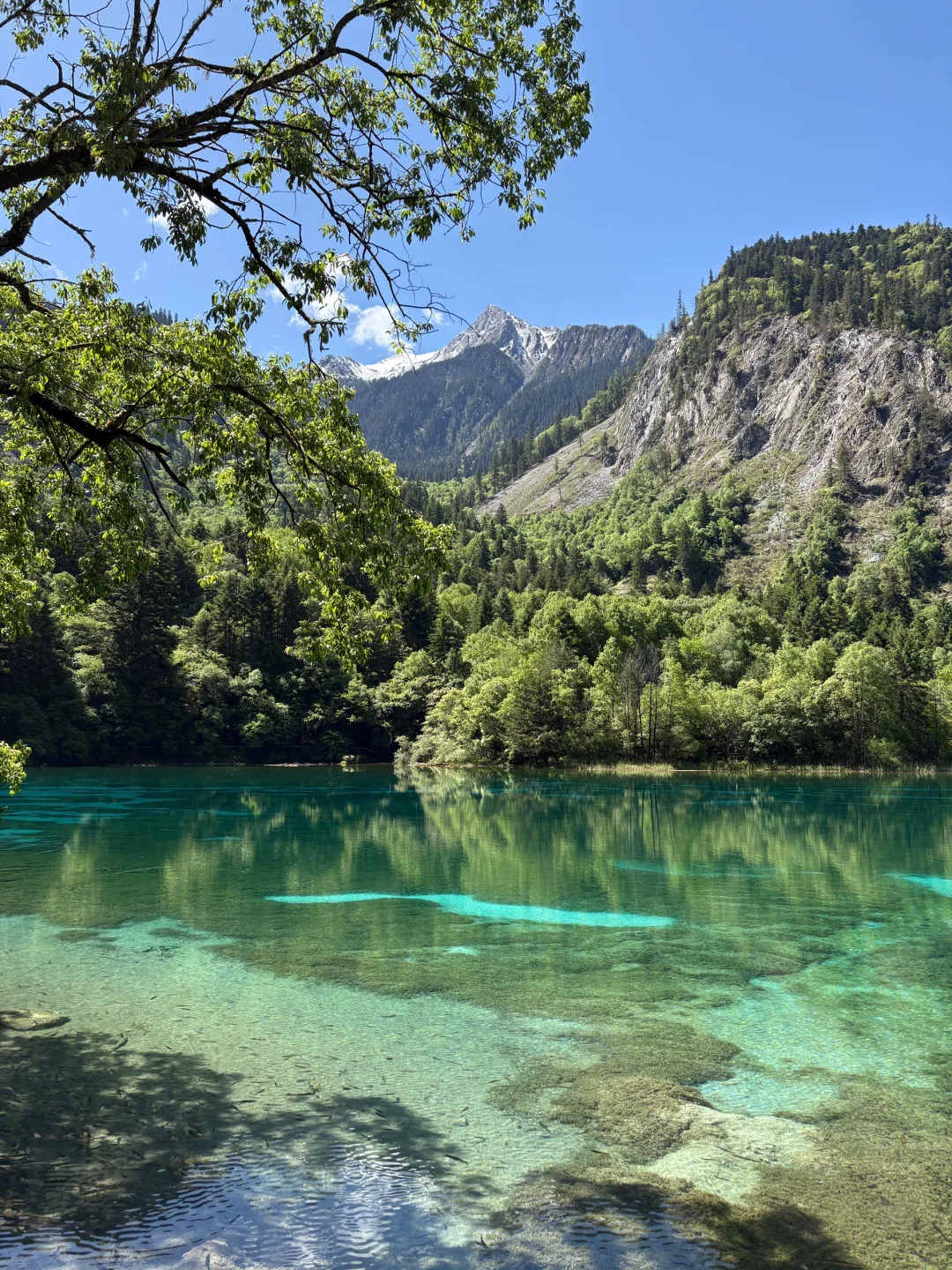 九寨沟刚发布的旅游通知❗️幸好提前看到了😭