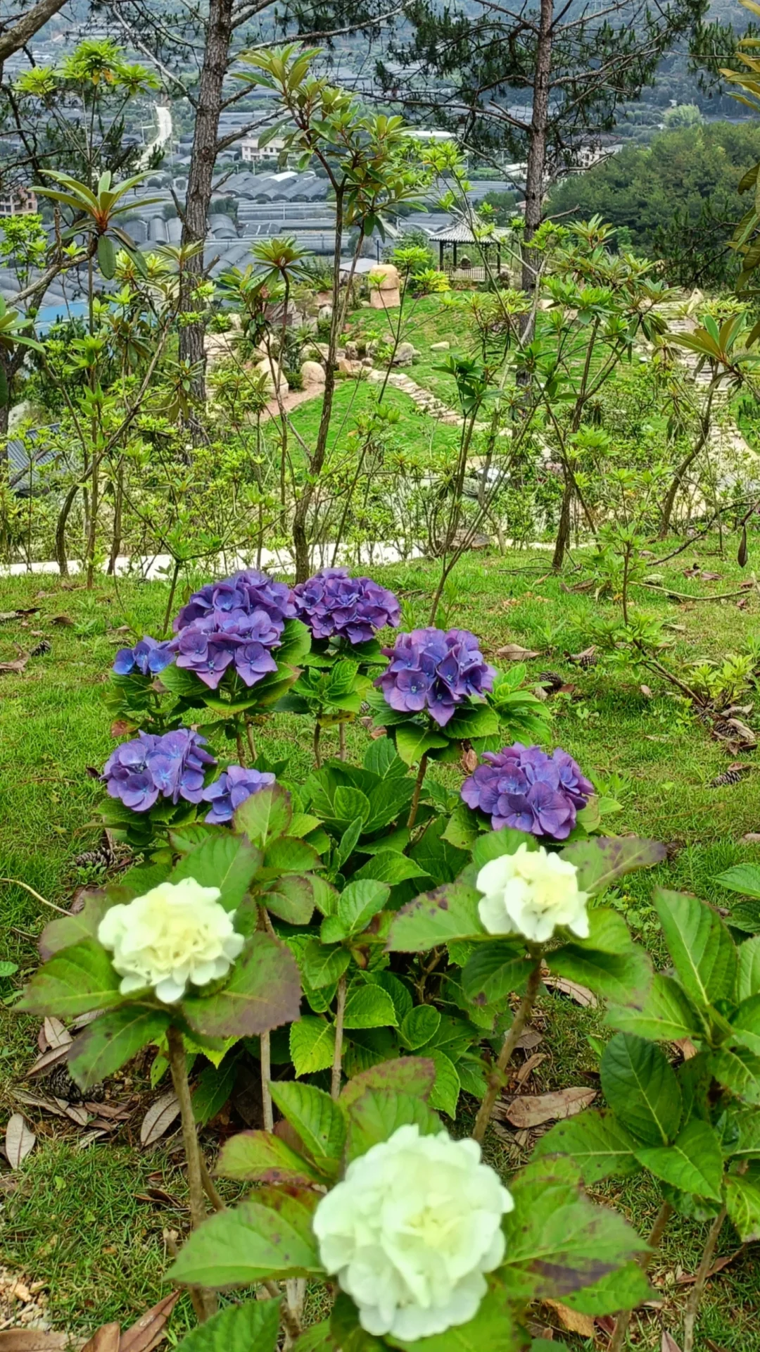 永福杜鹃谷：趁明年春天可能收💰前赶紧冲