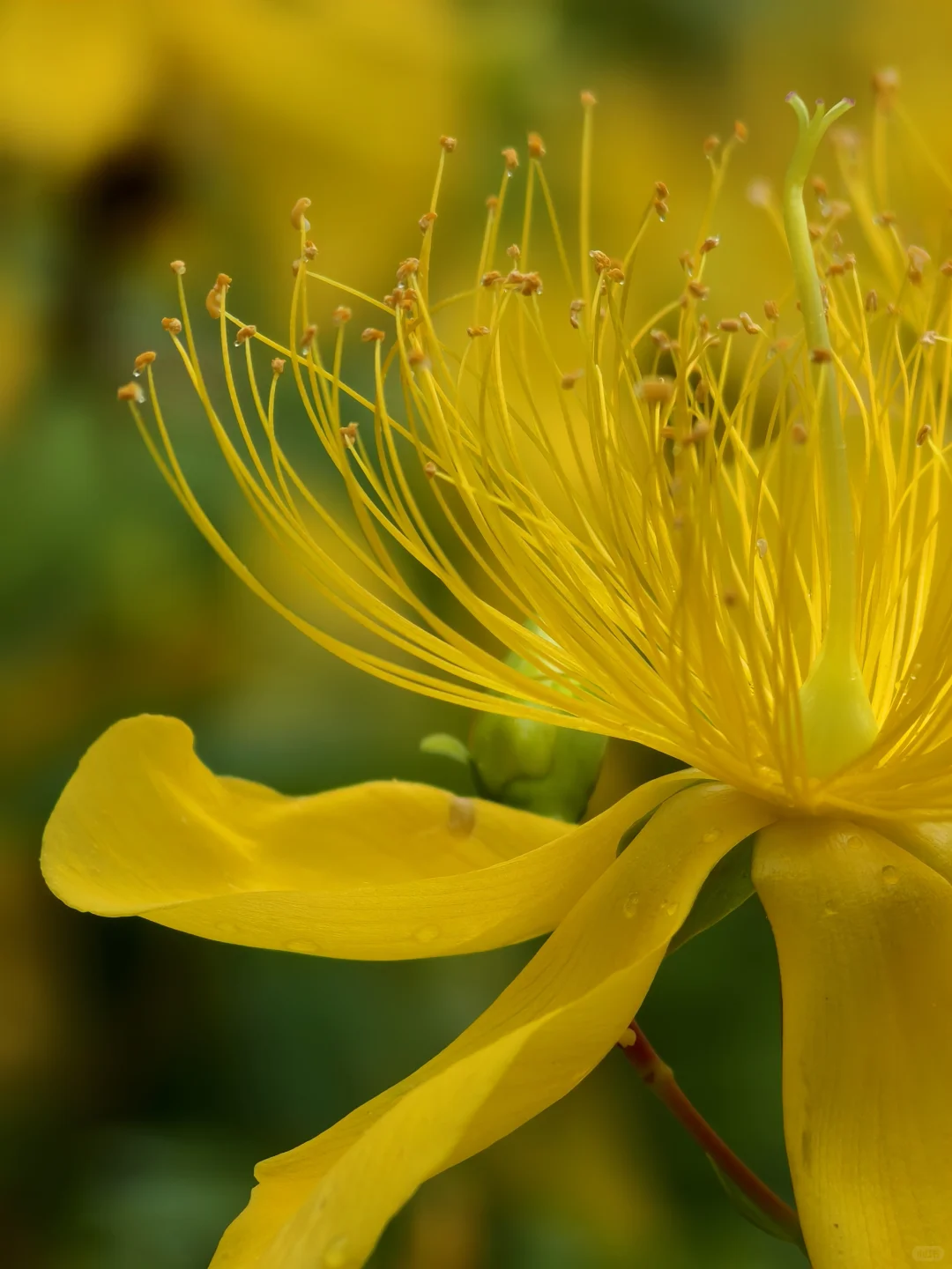 旺季别去虎跑公园挤了！来这个小众景点～