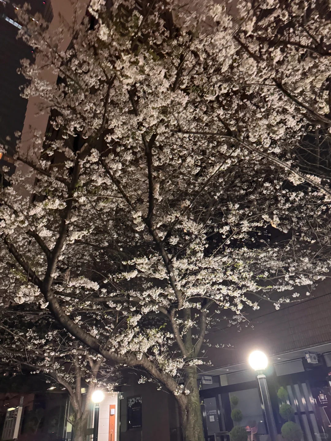 🇯🇵日本7日路线｜自由行不迷路！