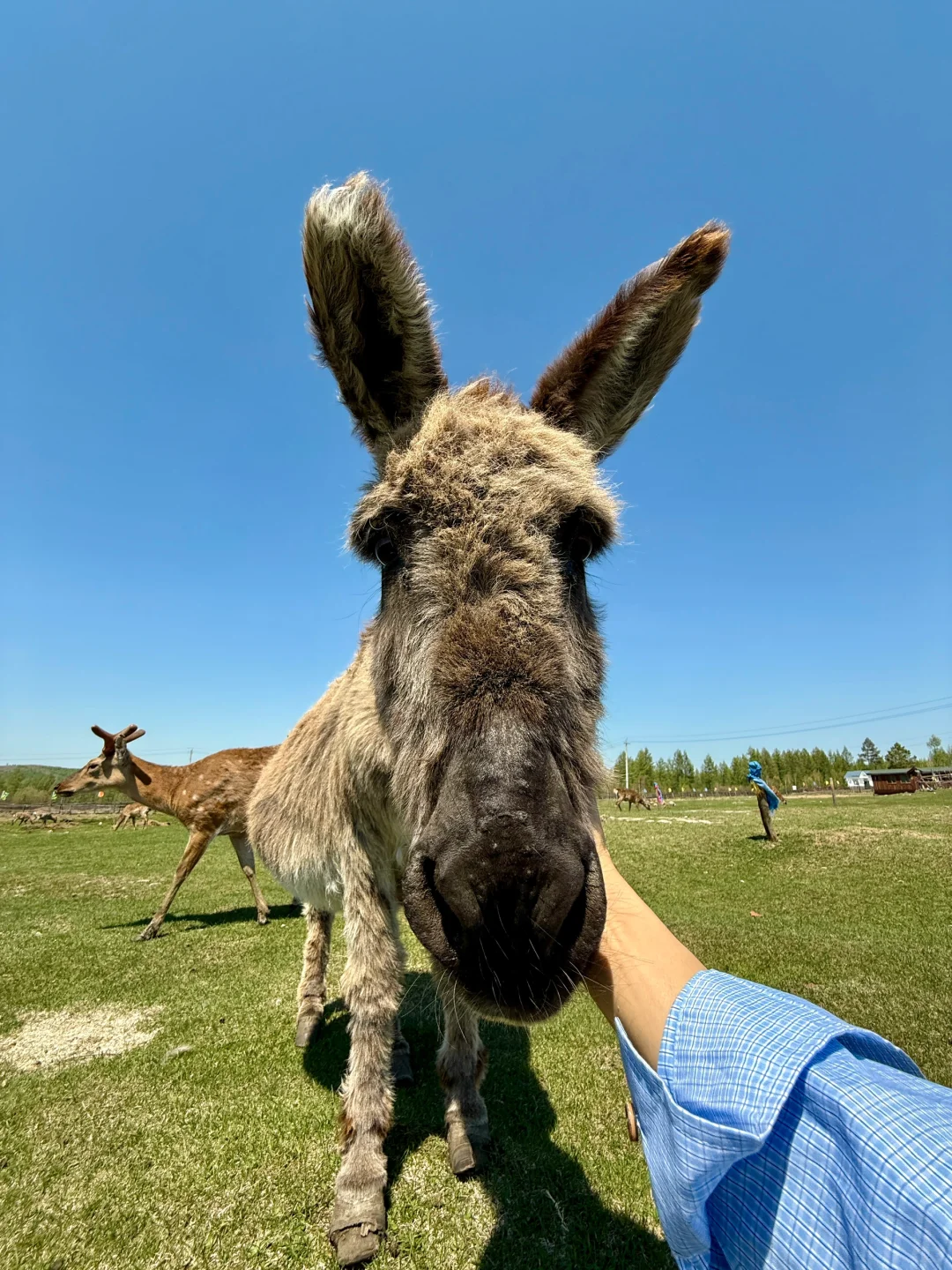 live图被草原治愈了，美的让人失语～