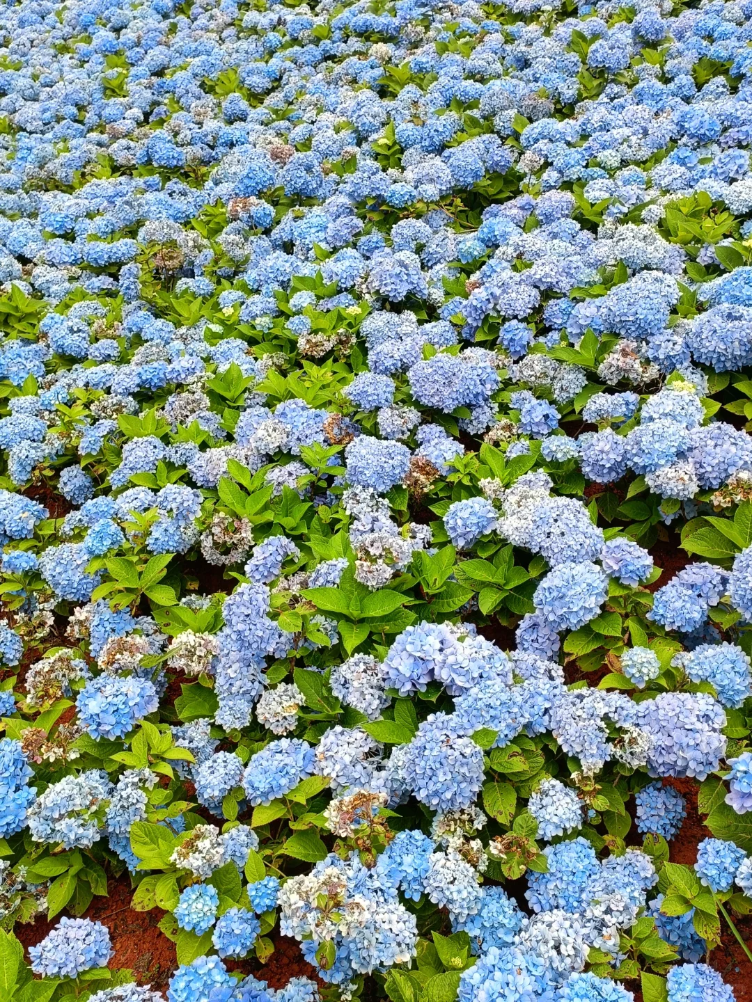 永福杜鹃谷：趁明年春天可能收💰前赶紧冲