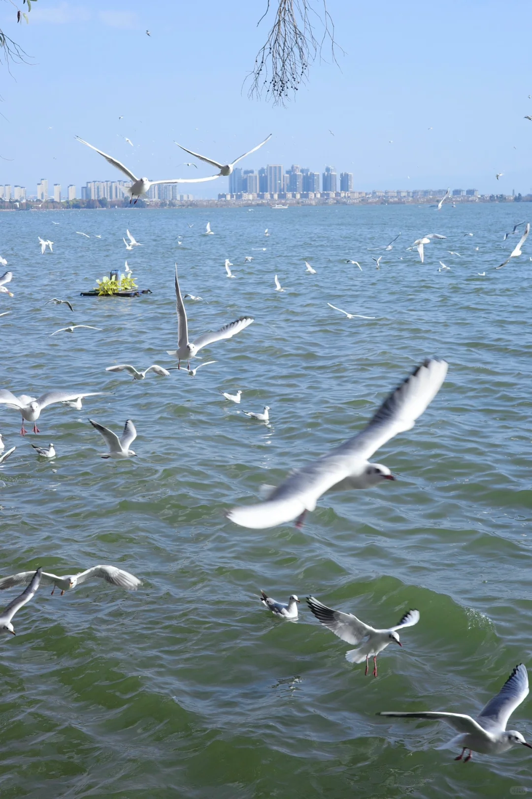 旅行干货:昆明旅游的本质是围绕三个湖