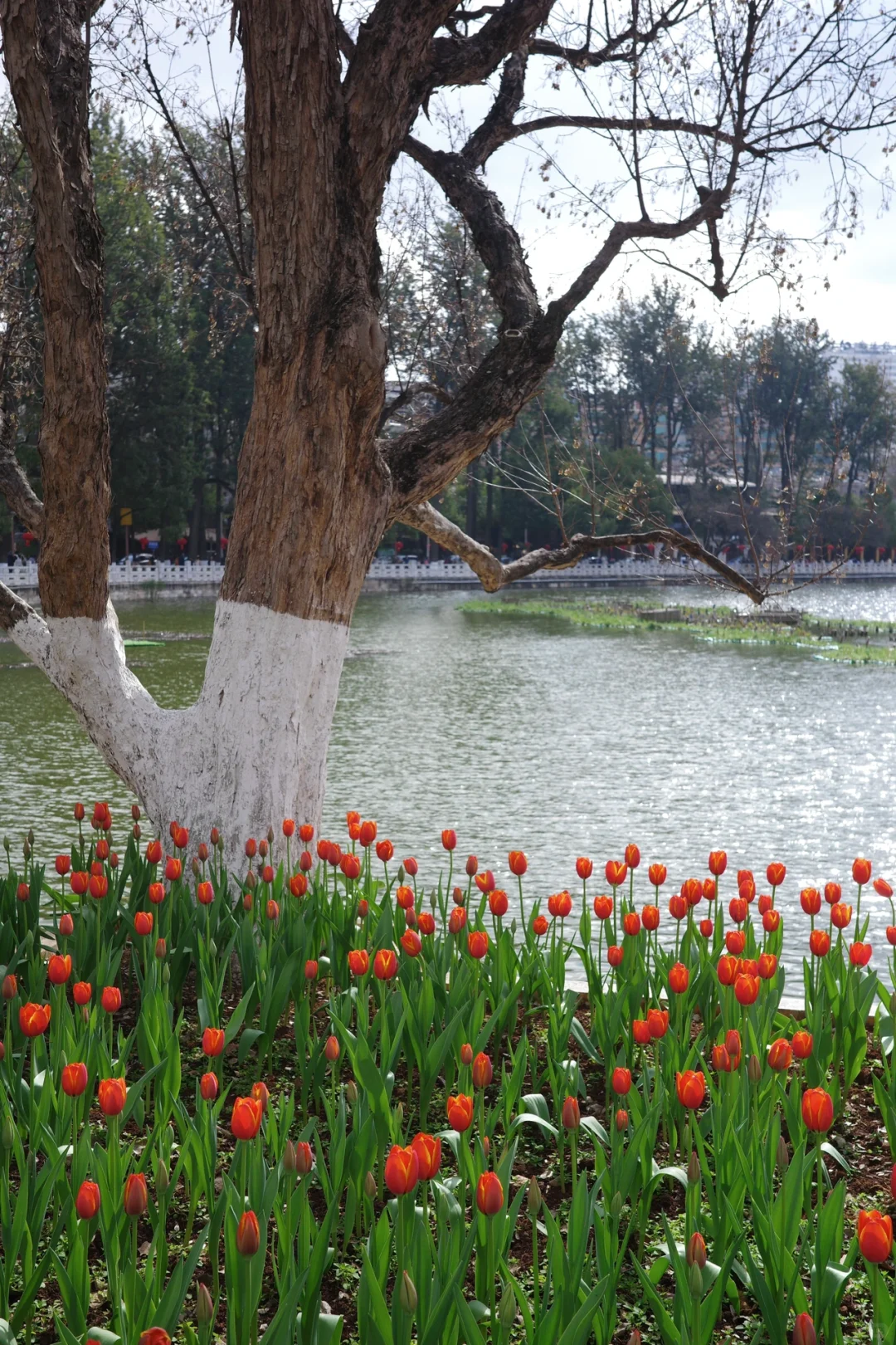 旅行干货:昆明旅游的本质是围绕三个湖