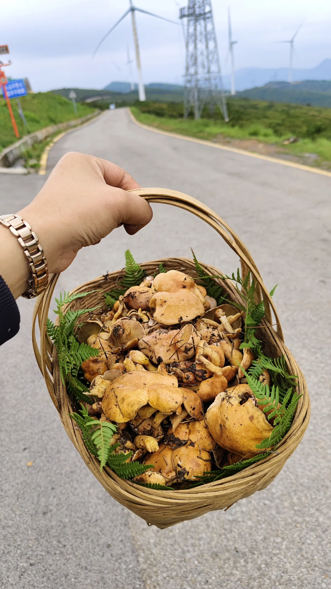 曲靖捡菌攻略之诸葛南山