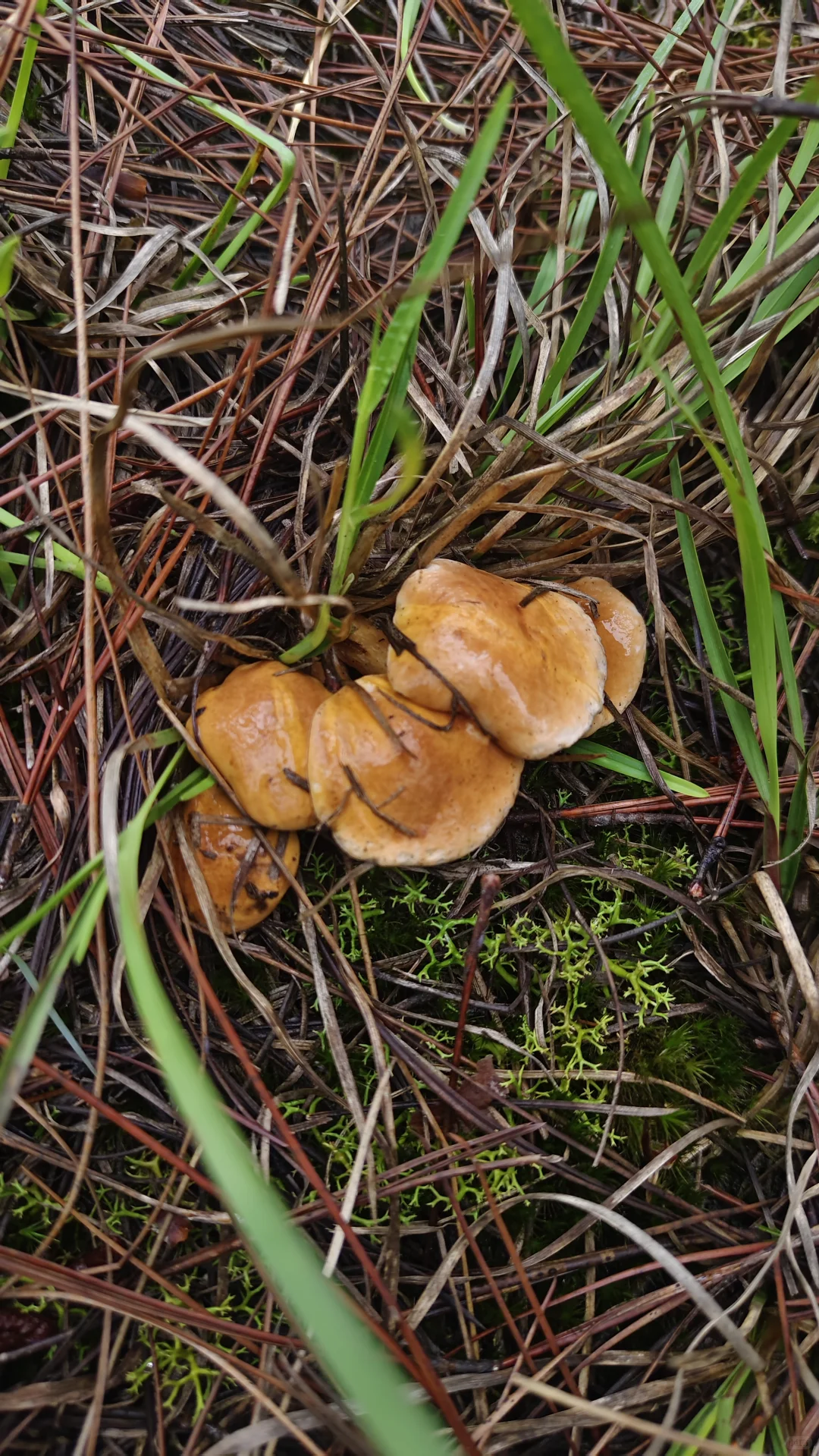 曲靖捡菌攻略之诸葛南山