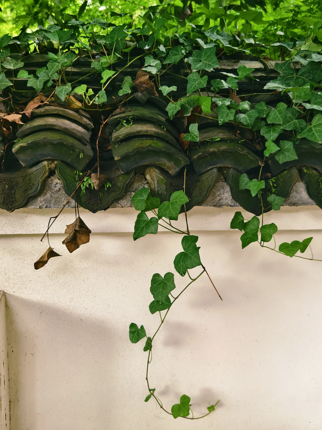 旺季别去虎跑公园挤了！来这个小众景点～