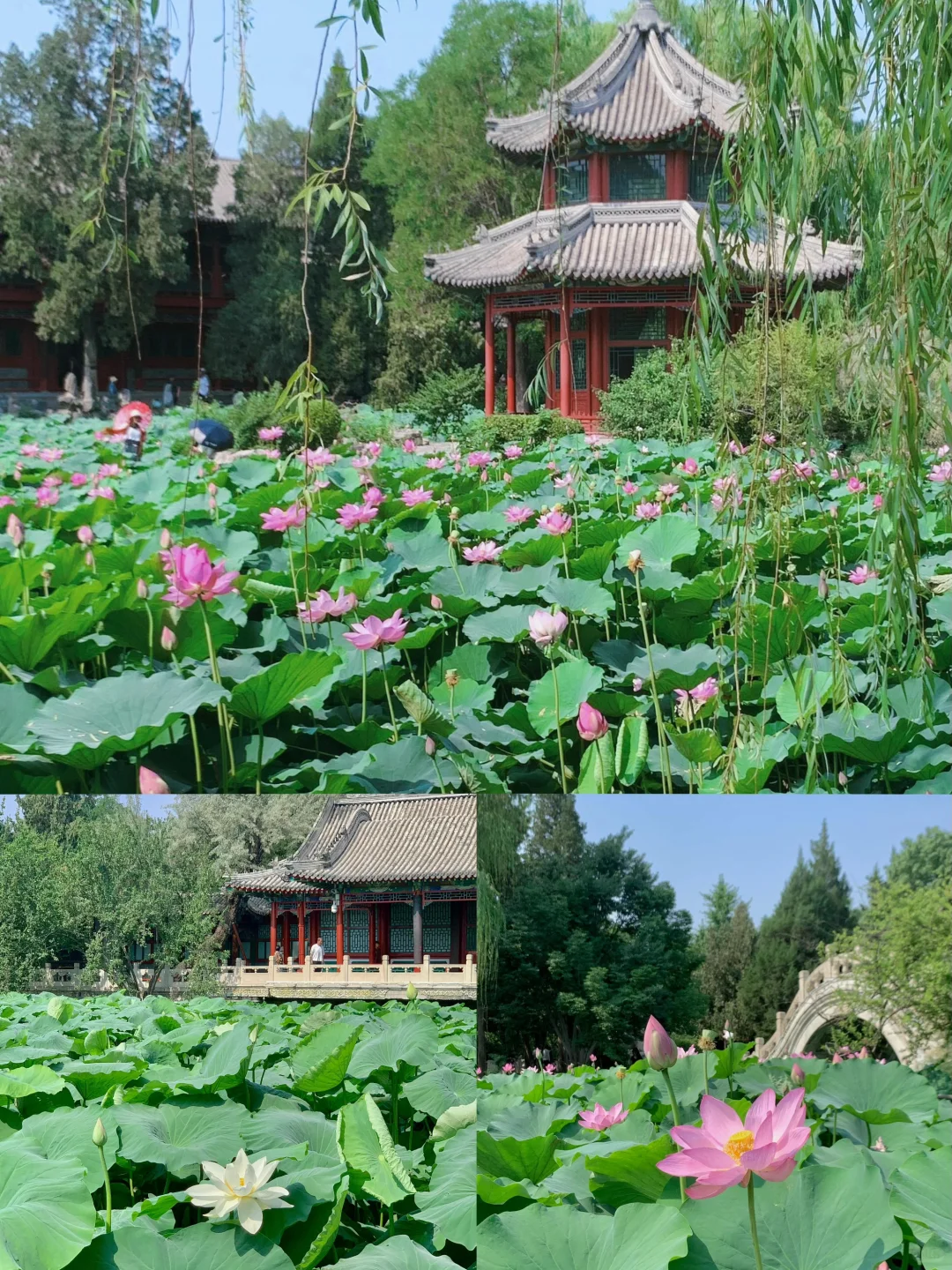 🌈保定| 6-8月来真香！华北腹地的夏韵浪漫之